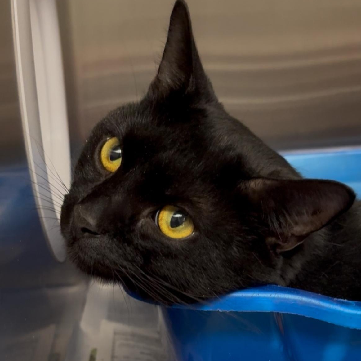 Enlarge Zorro, a Adoptable Domestic Short Hair in North Kingstown, RI image 5/6