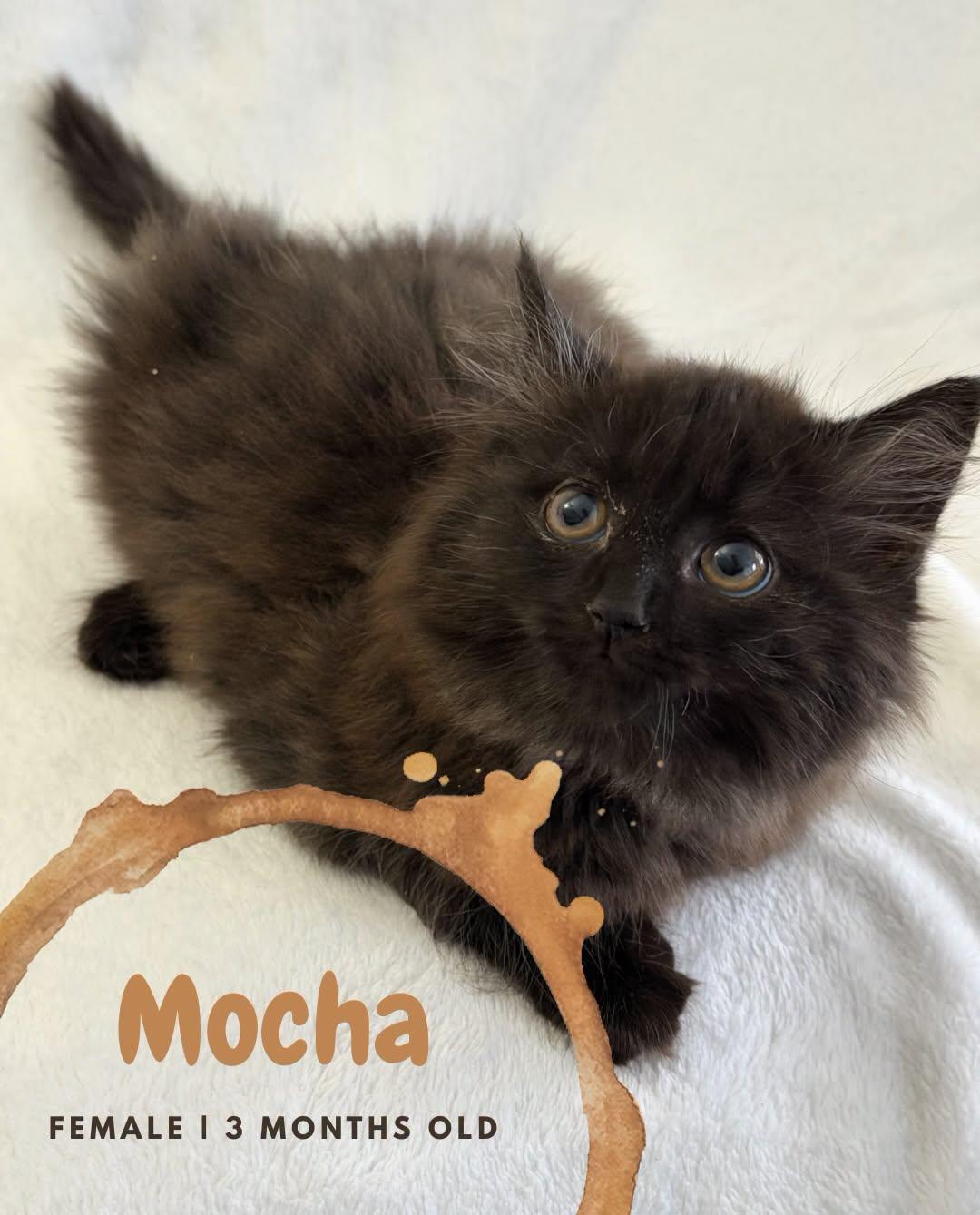 Mocha, Adoptable, Kitten Female Domestic Medium Hair.