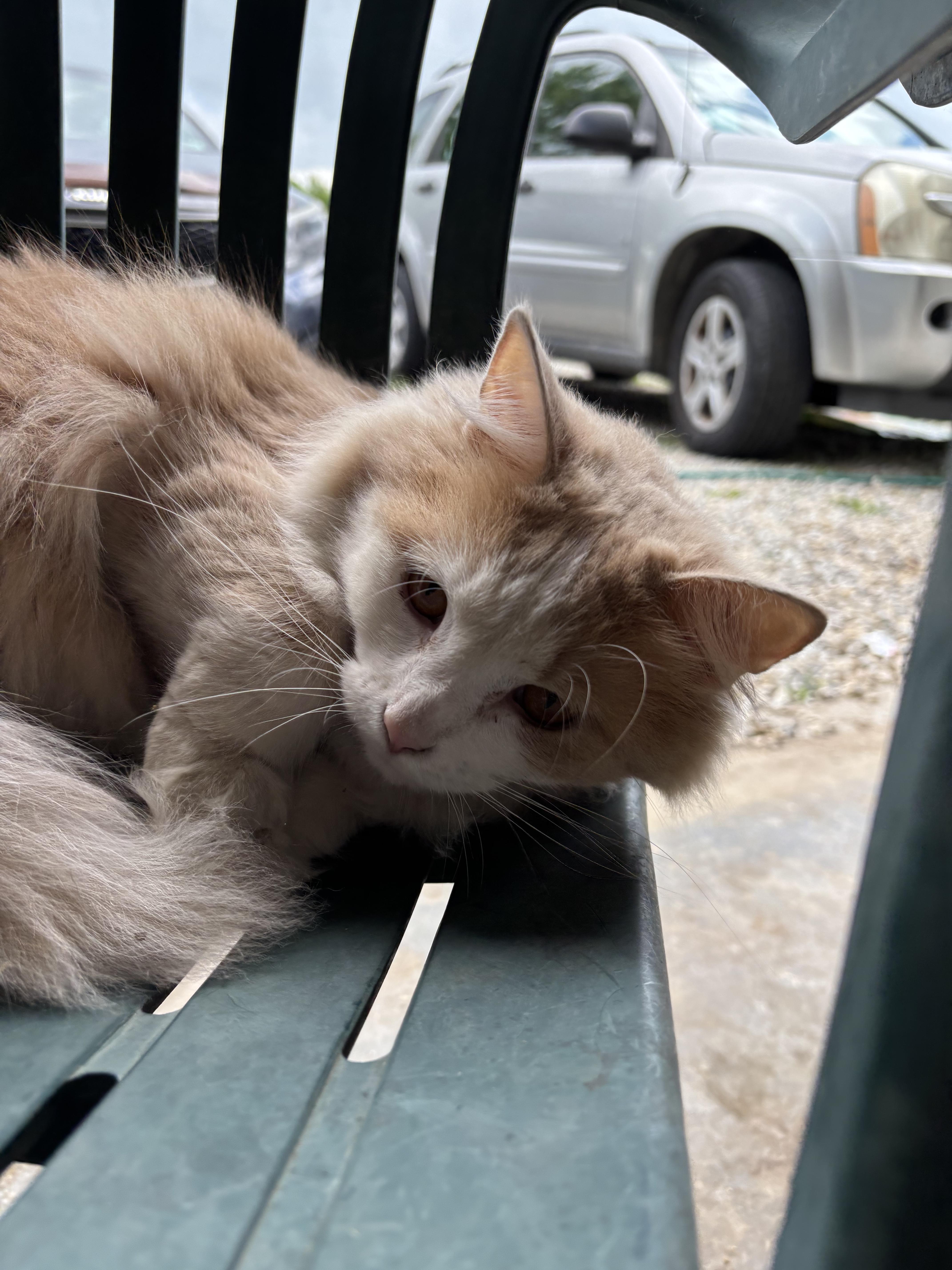 Lainey, a Adoptable Domestic Long Hair in Bloomsdale, MO image 2/4