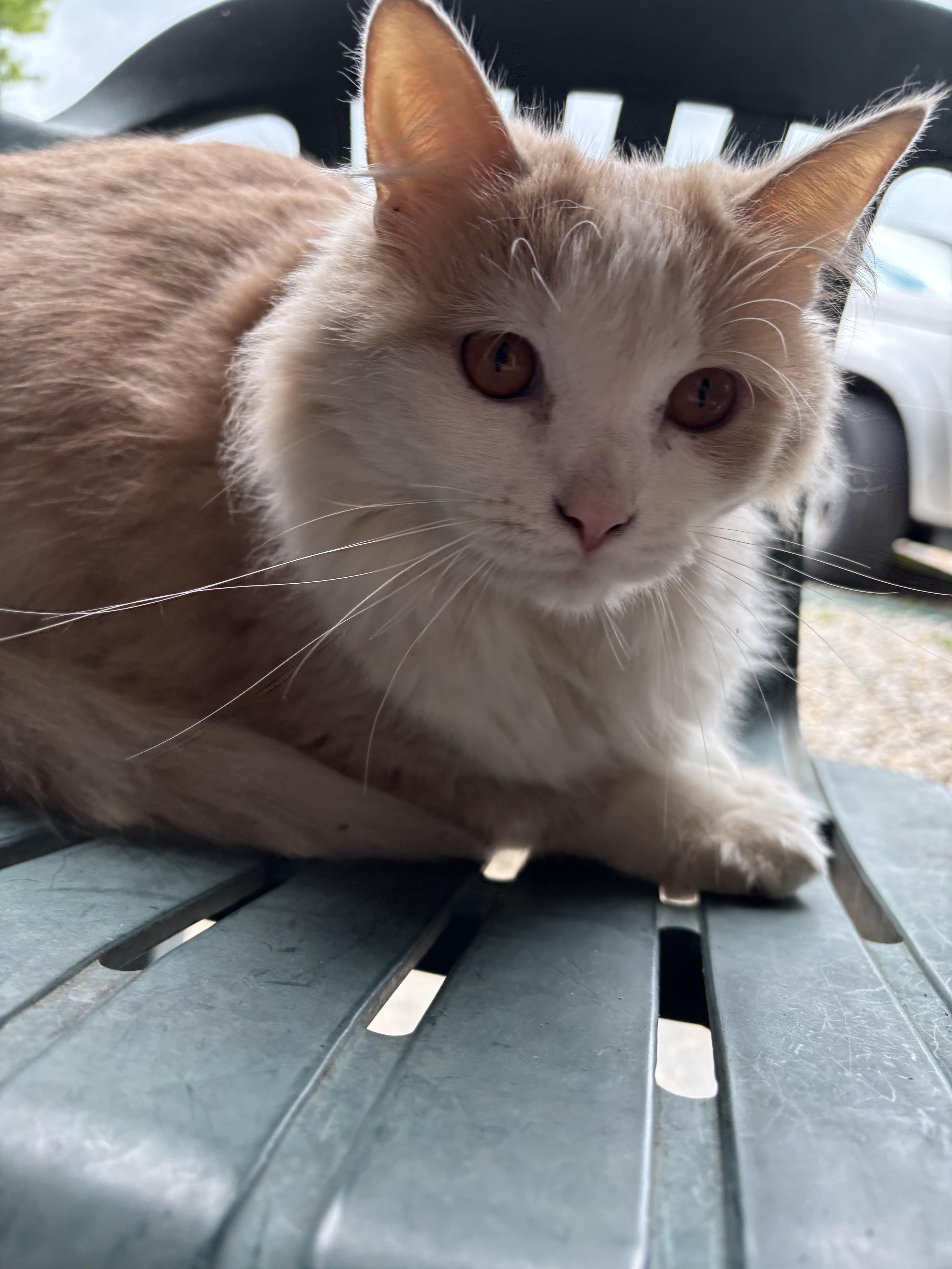 Lainey, a Adoptable Domestic Long Hair in Bloomsdale, MO image 3/4