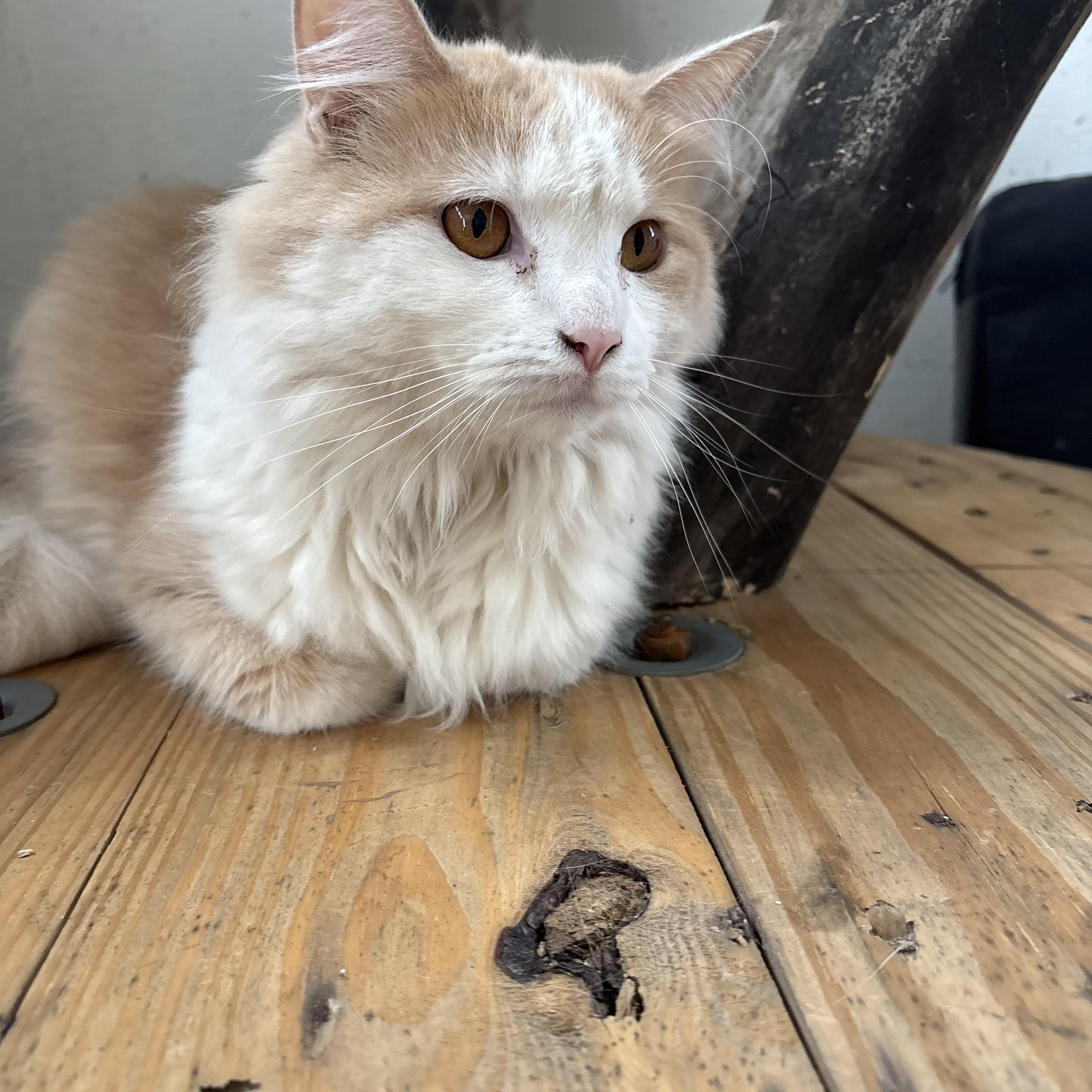 Lainey, a Adoptable Domestic Long Hair in Bloomsdale, MO image 1/4