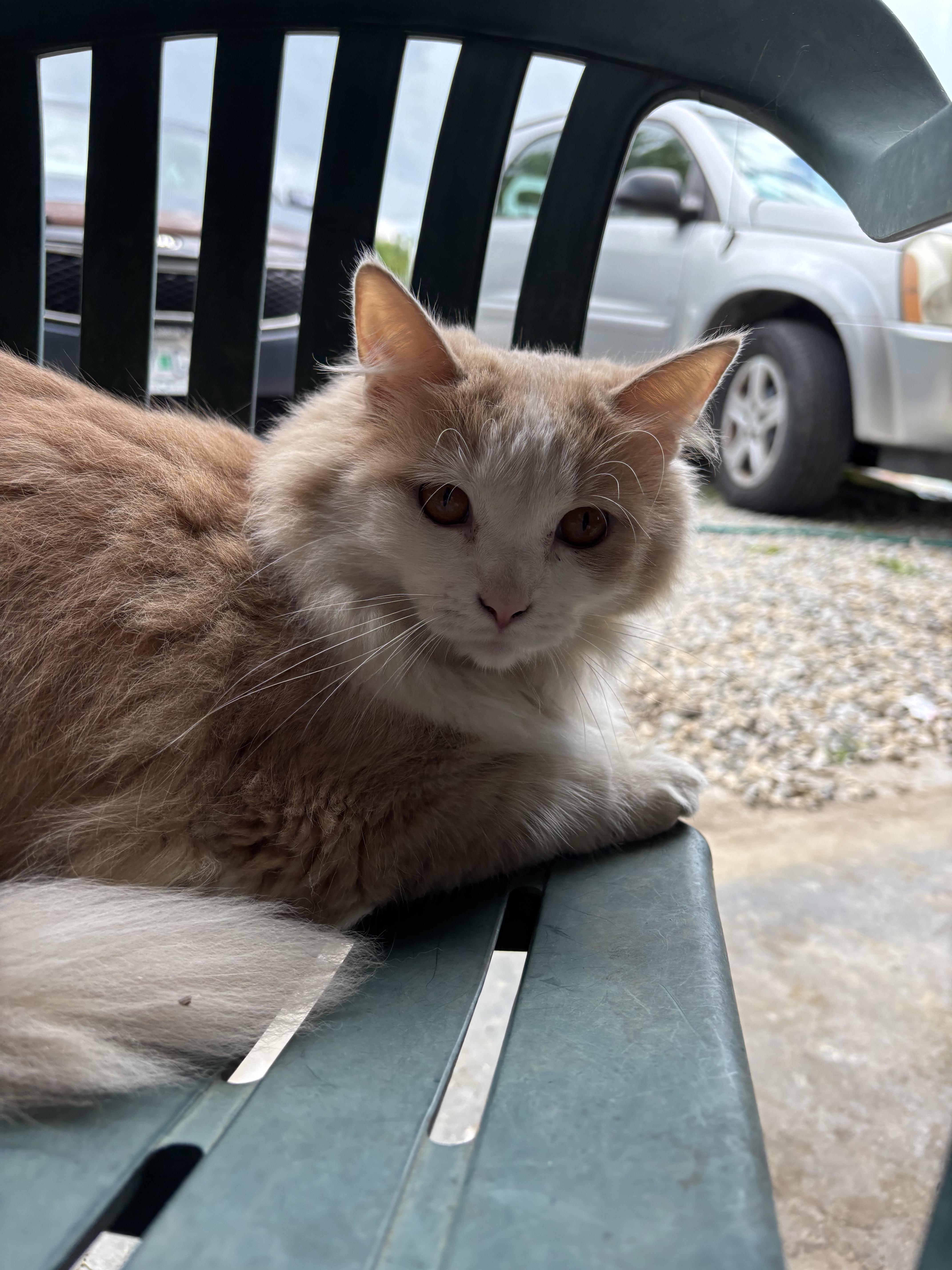 Lainey, a Adoptable Domestic Long Hair in Bloomsdale, MO image 4/4