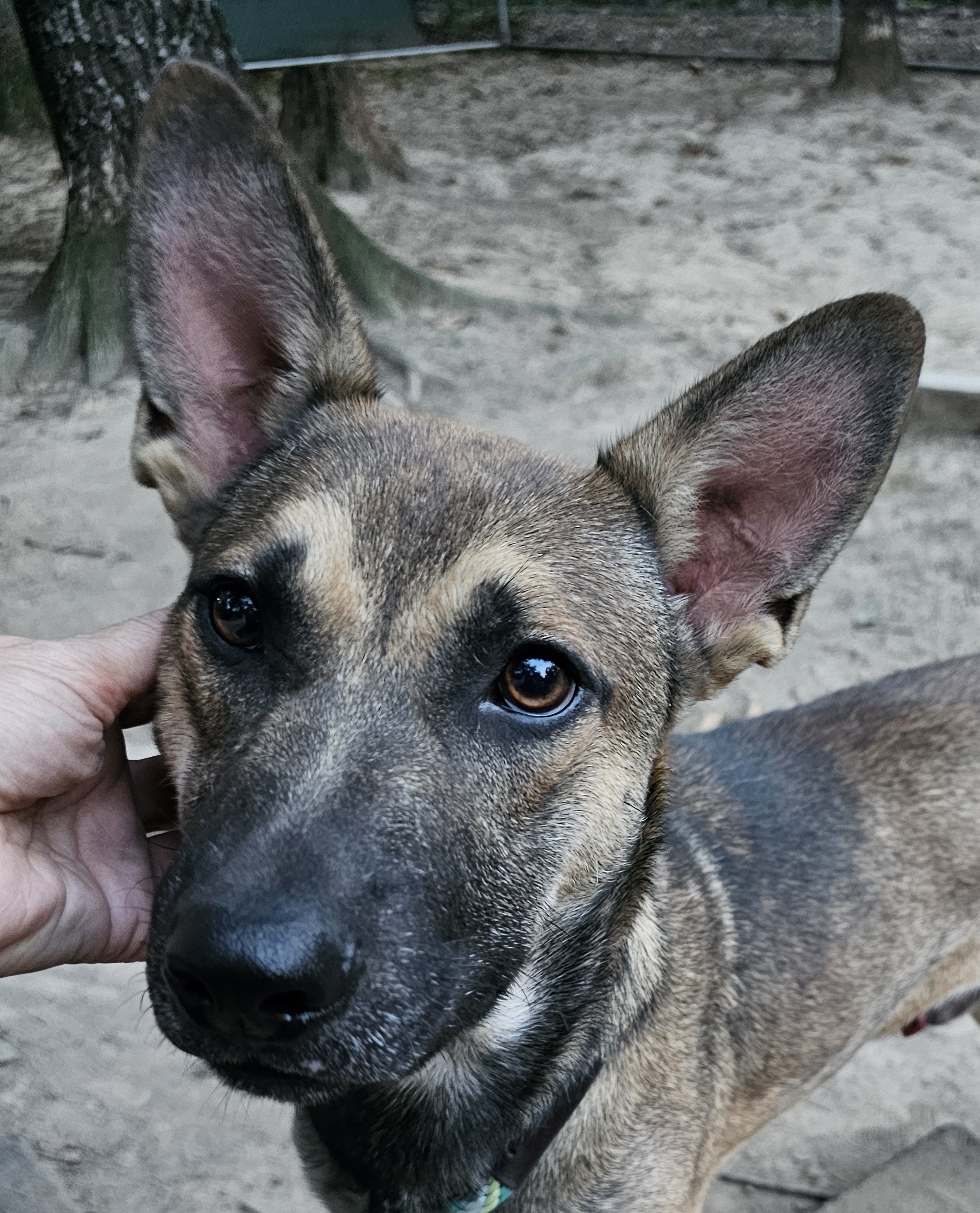 German Shepherd pups photo 2