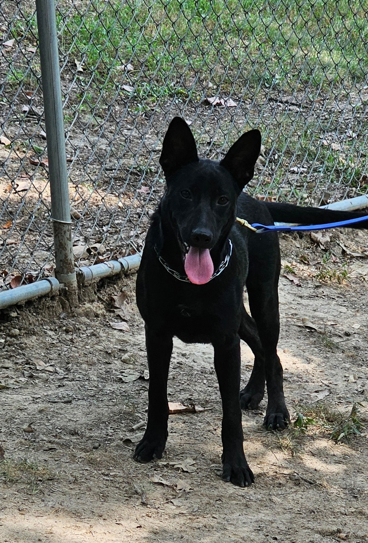 German Shepherd pups, Young Male German Shepherd Dog