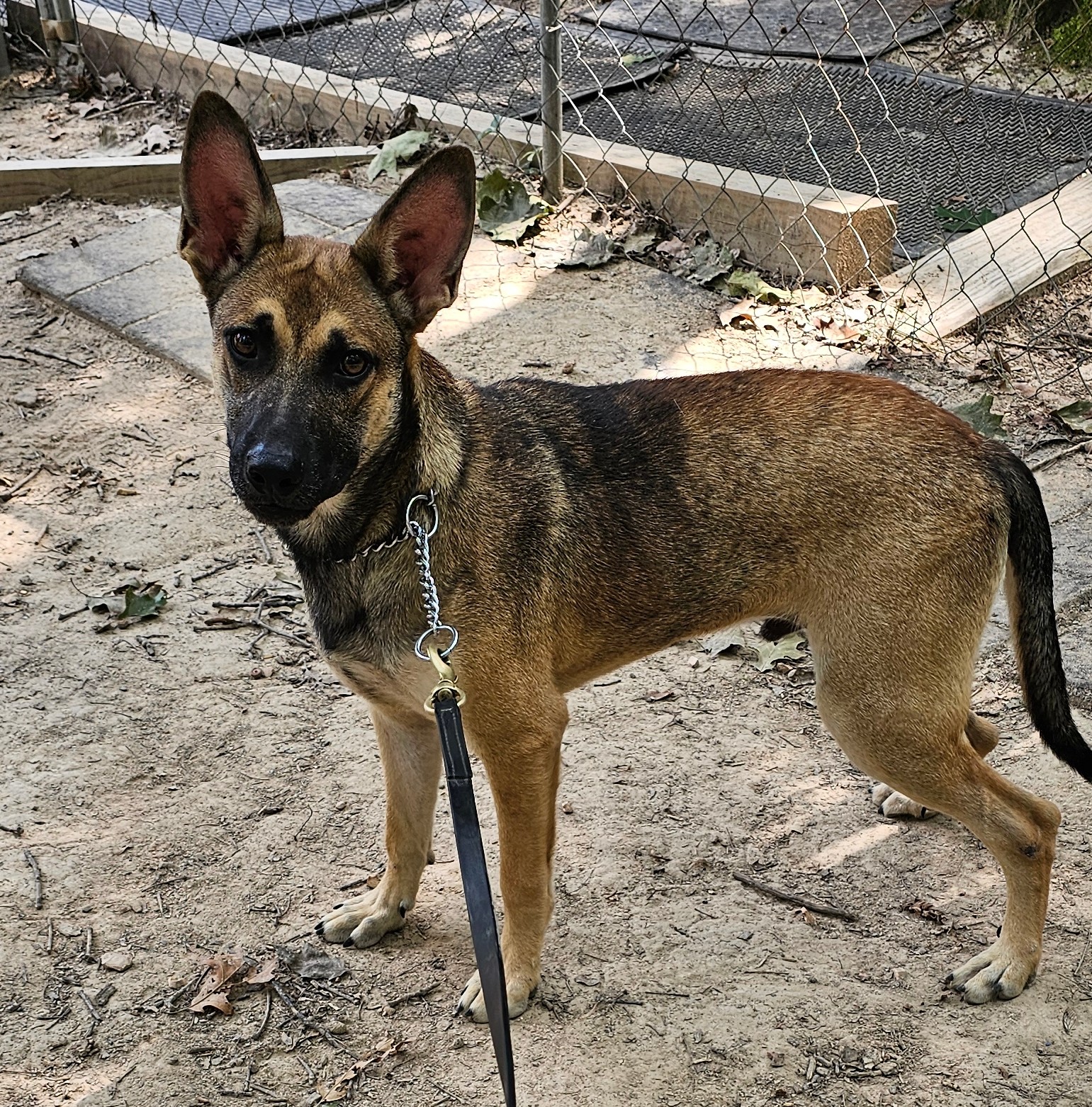 German Shepherd pups photo 3