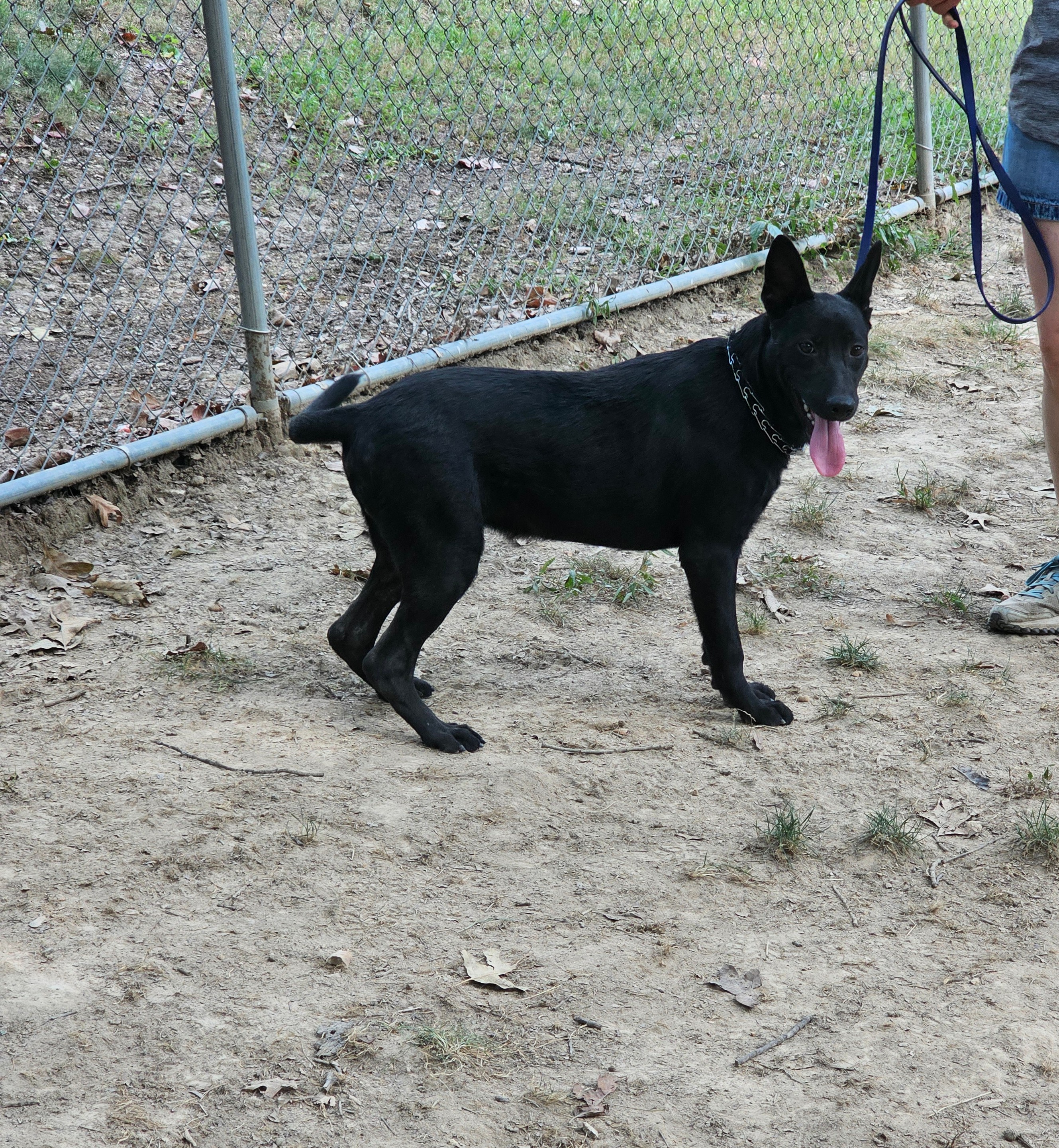 German Shepherd pups photo 4