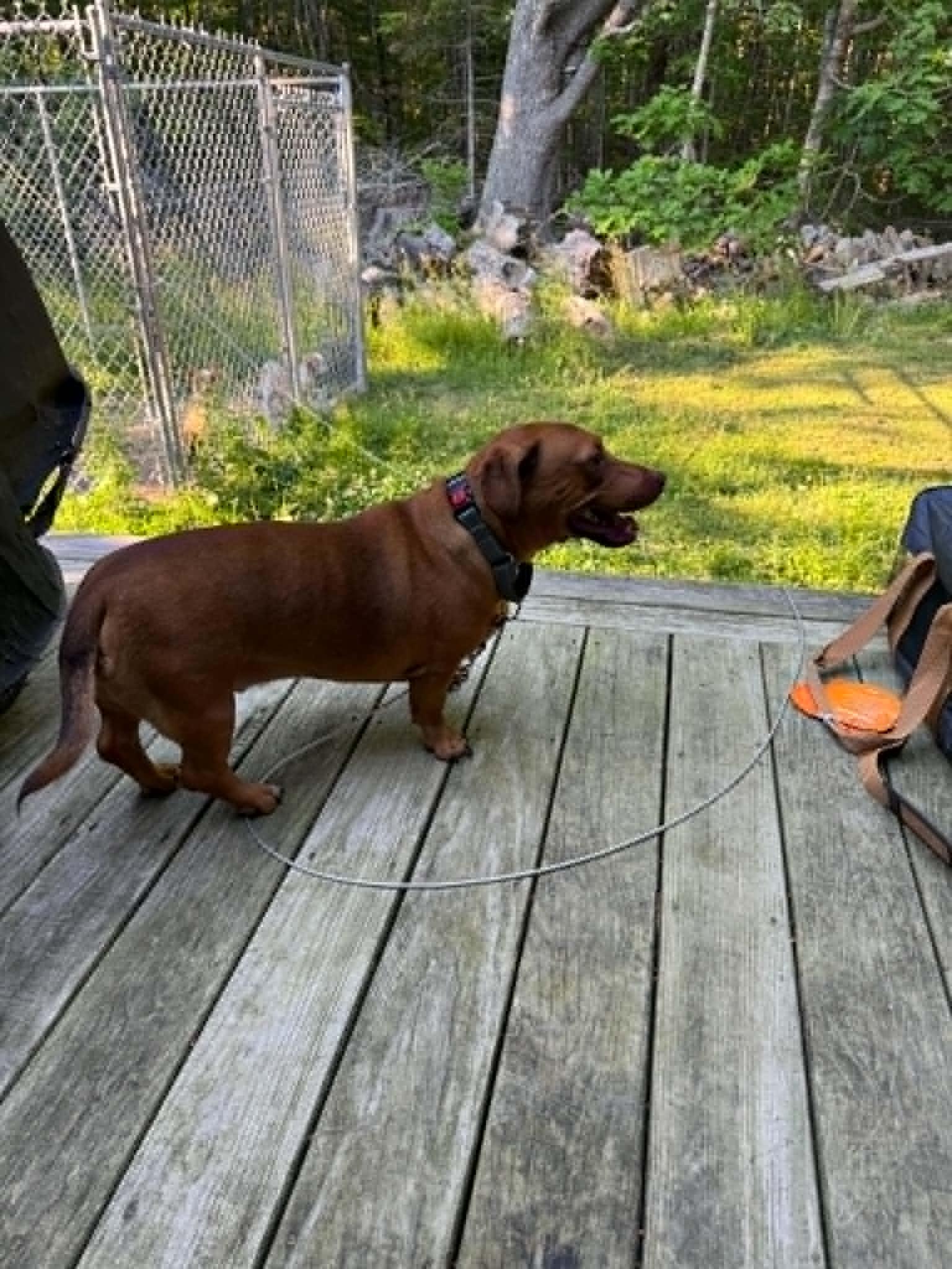 Enlarge Bratwurst, a ADOPTABLE mixed breed in Brunswick, ME image 2/2