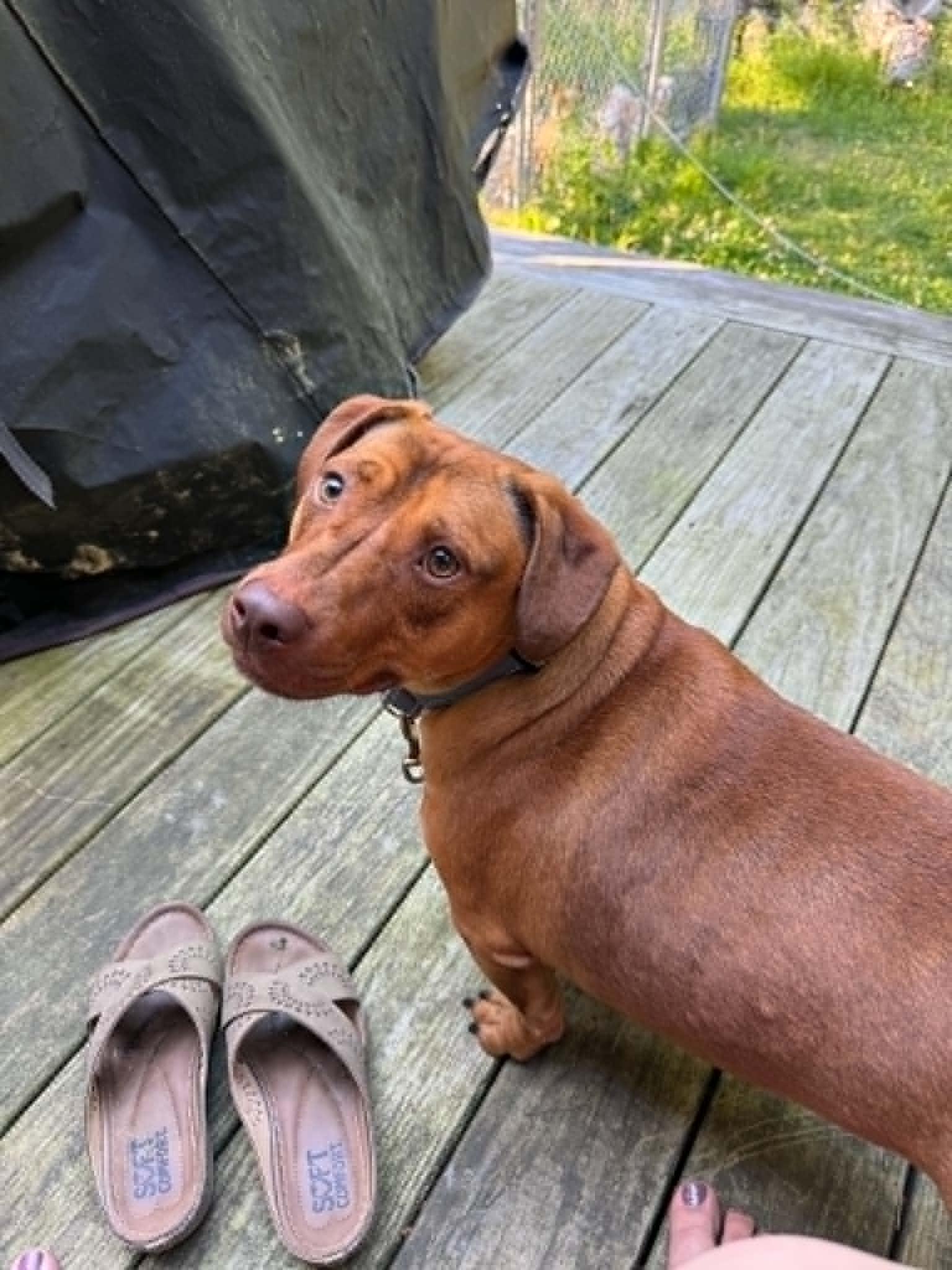 Bratwurst, ADOPTABLE, Adult Male Dachshund.