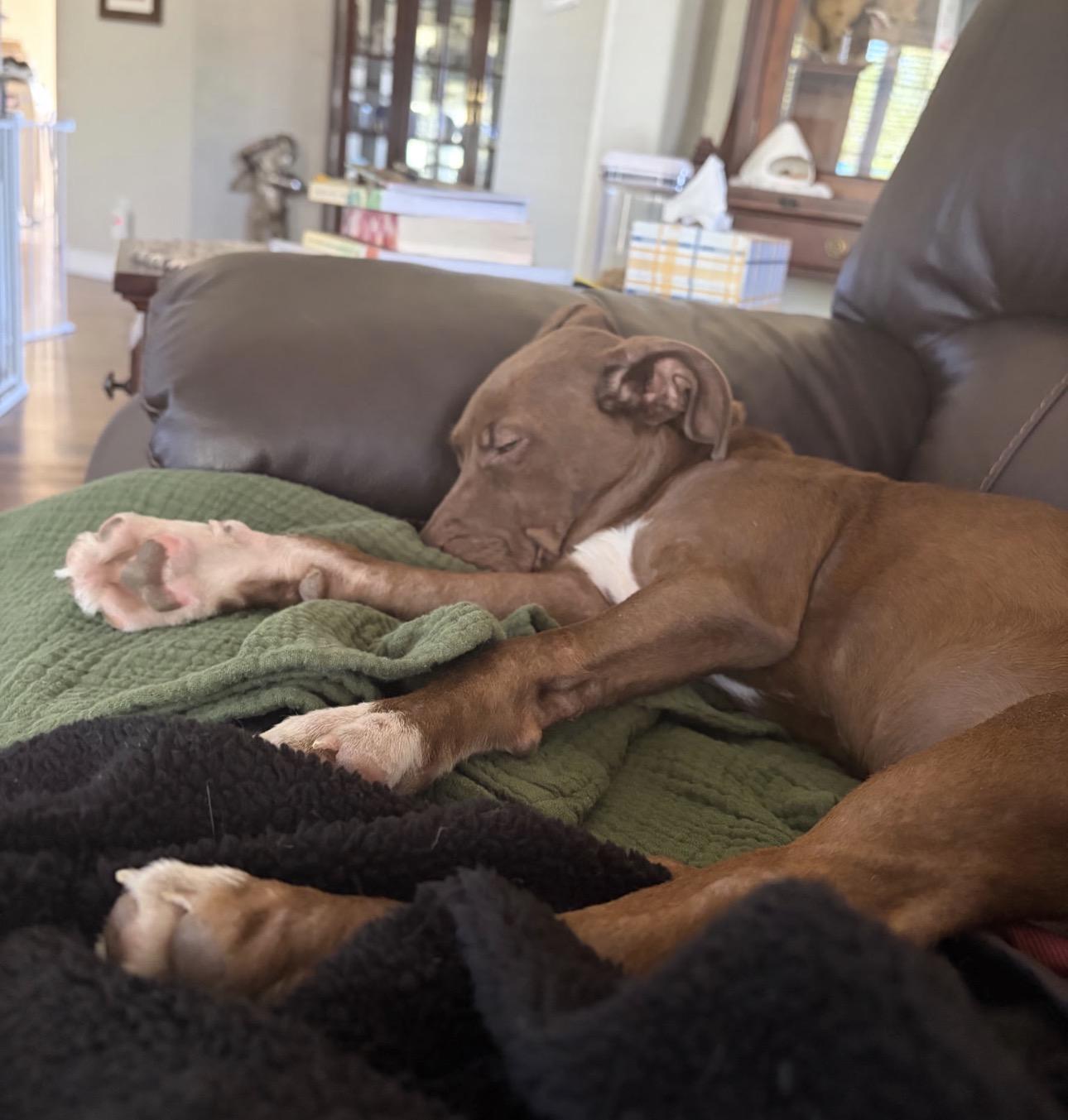 Enlarge Coco, a ADOPTABLE mixed breed in Fort Collins, CO image 2/4