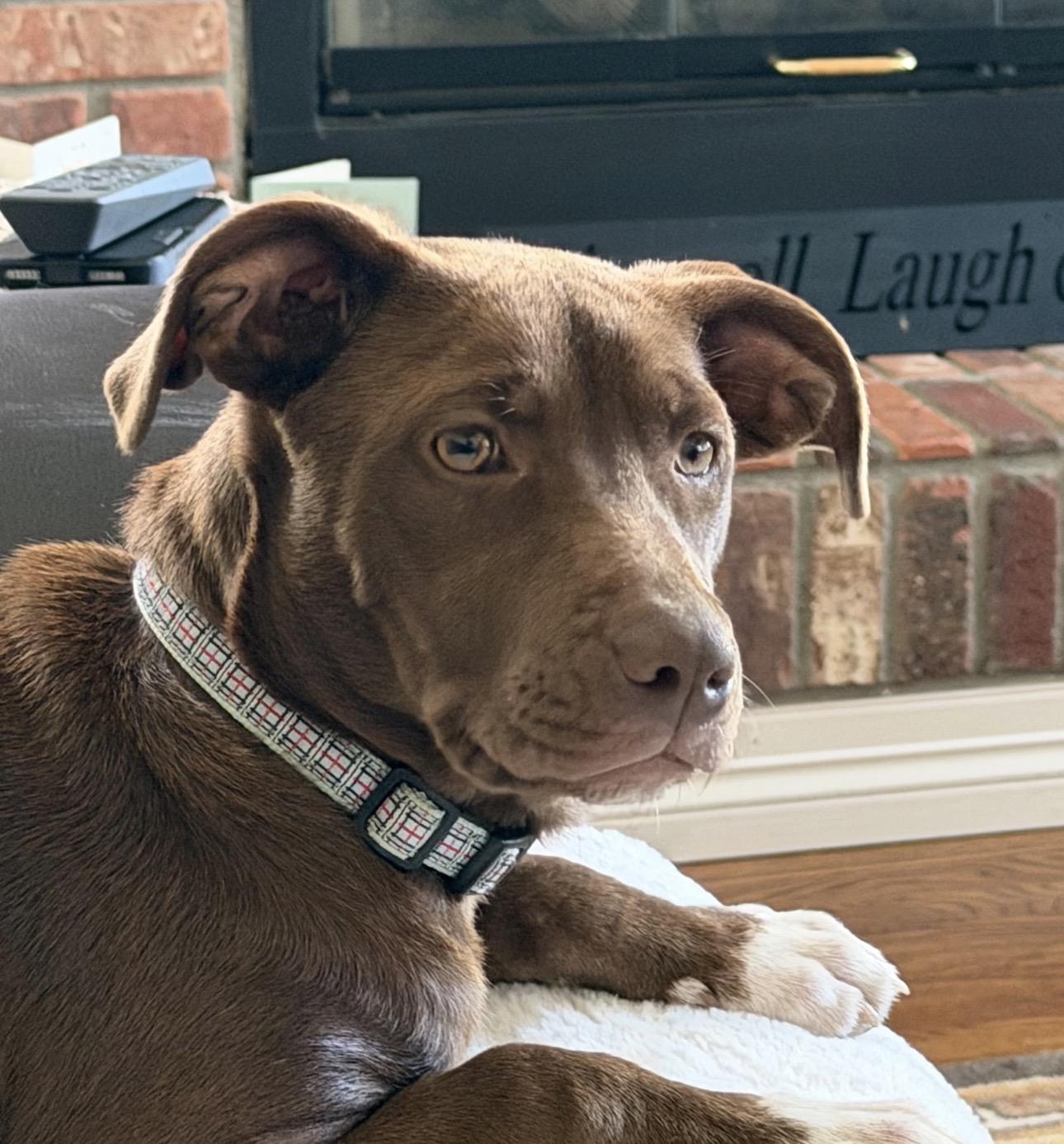 Enlarge Coco, a ADOPTABLE mixed breed in Fort Collins, CO image 3/4