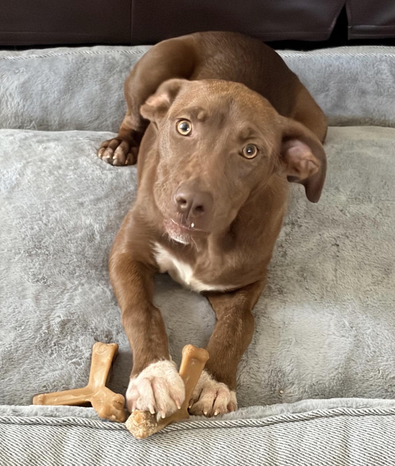 Enlarge Coco, a ADOPTABLE mixed breed in Fort Collins, CO image 1/4