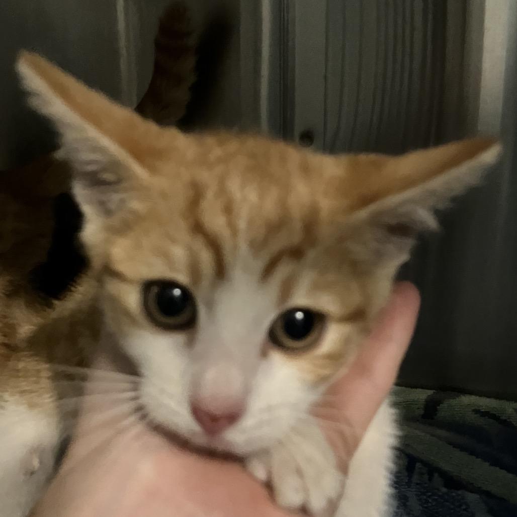 Dottie (COH-A-64279), a Adoptable Domestic Short Hair in Volcano, HI image 1/6