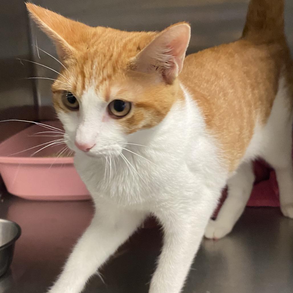 Dottie (COH-A-64279), a Adoptable Domestic Short Hair in Volcano, HI image 2/6