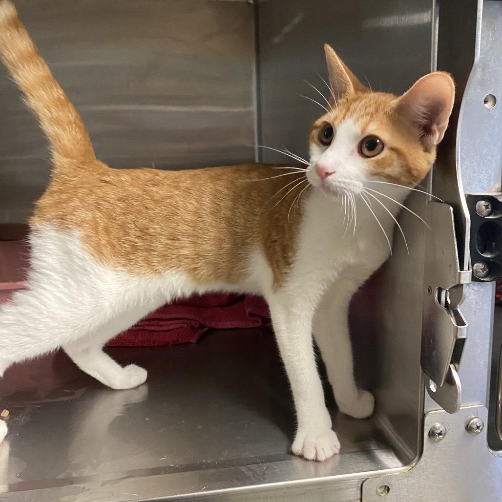 Dottie (COH-A-64279), a Adoptable Domestic Short Hair in Volcano, HI image 3/6