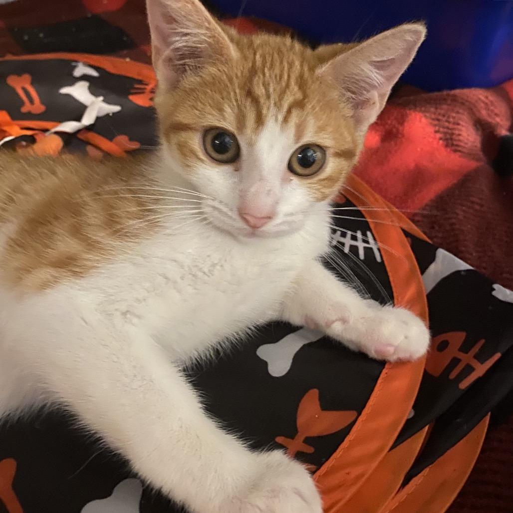 Dottie (COH-A-64279), a Adoptable Domestic Short Hair in Volcano, HI image 4/6