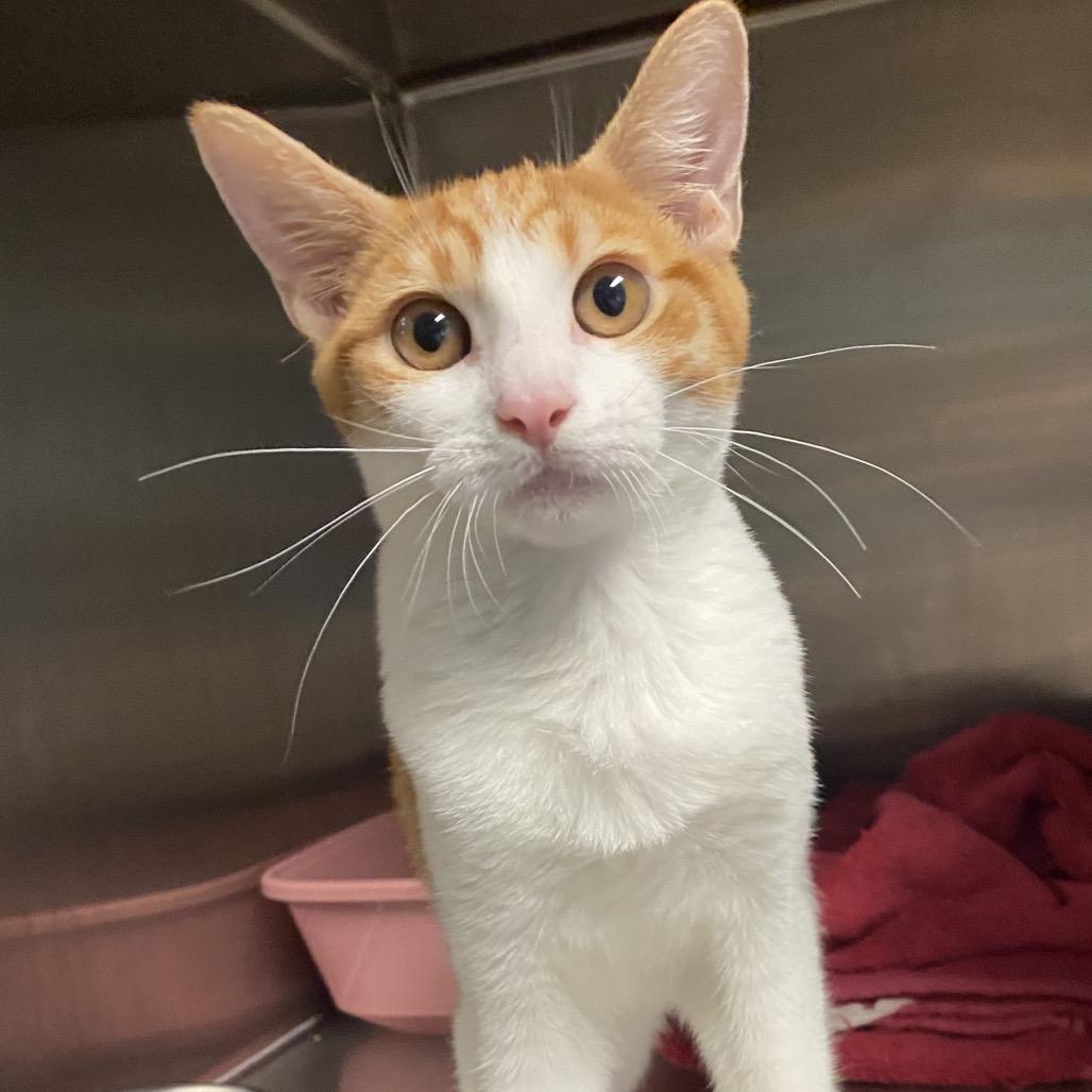 Dottie (COH-A-64279), a Adoptable Domestic Short Hair in Volcano, HI image 5/6