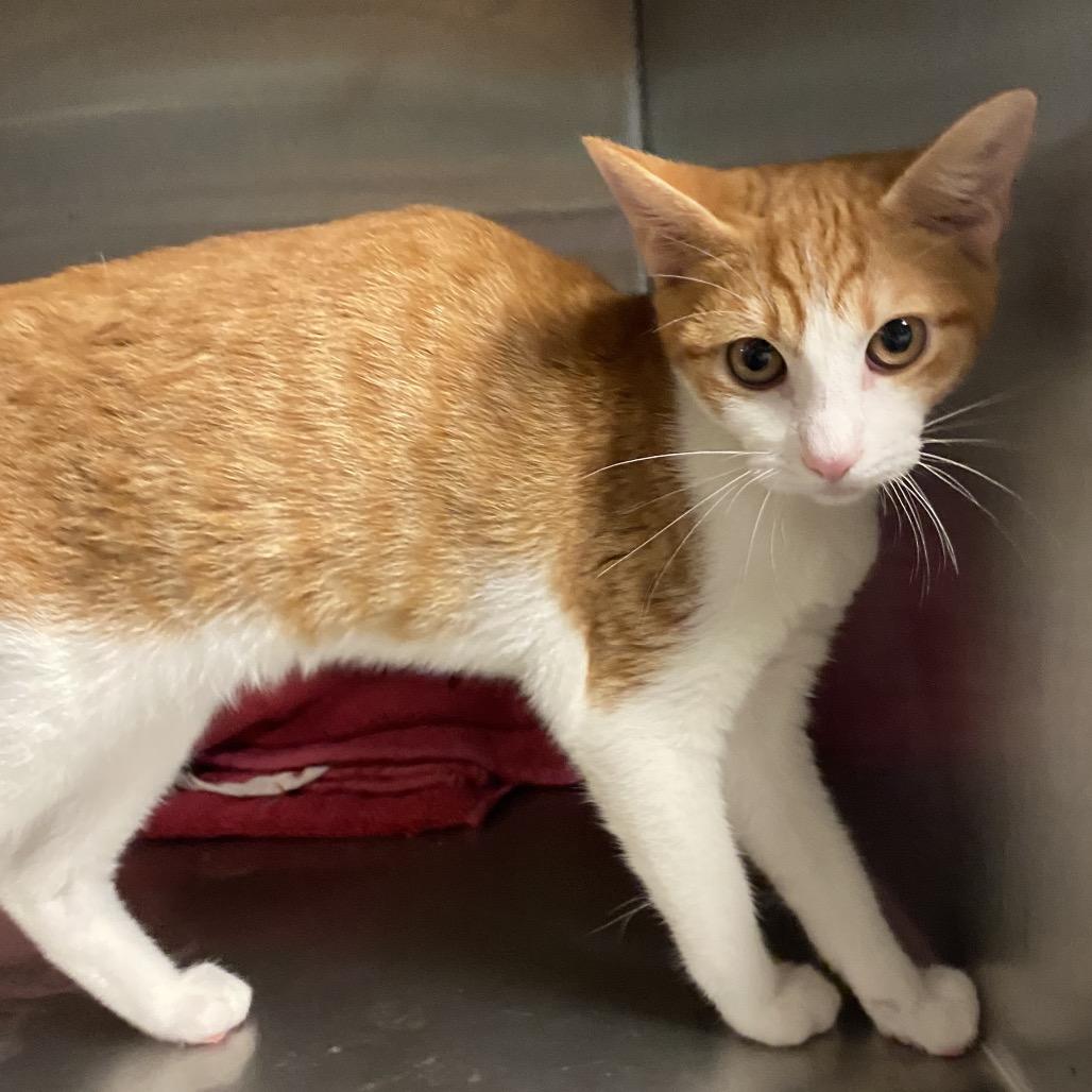 Dottie (COH-A-64279), a Adoptable Domestic Short Hair in Volcano, HI image 6/6