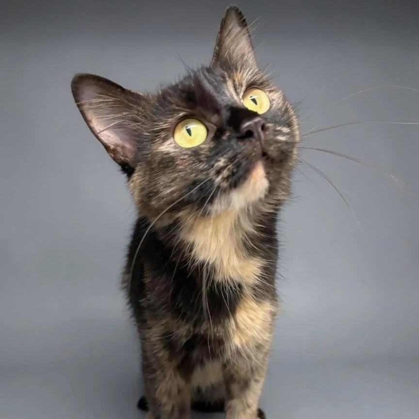 Jazzie, Adoptable, Adult Female Domestic Long Hair.