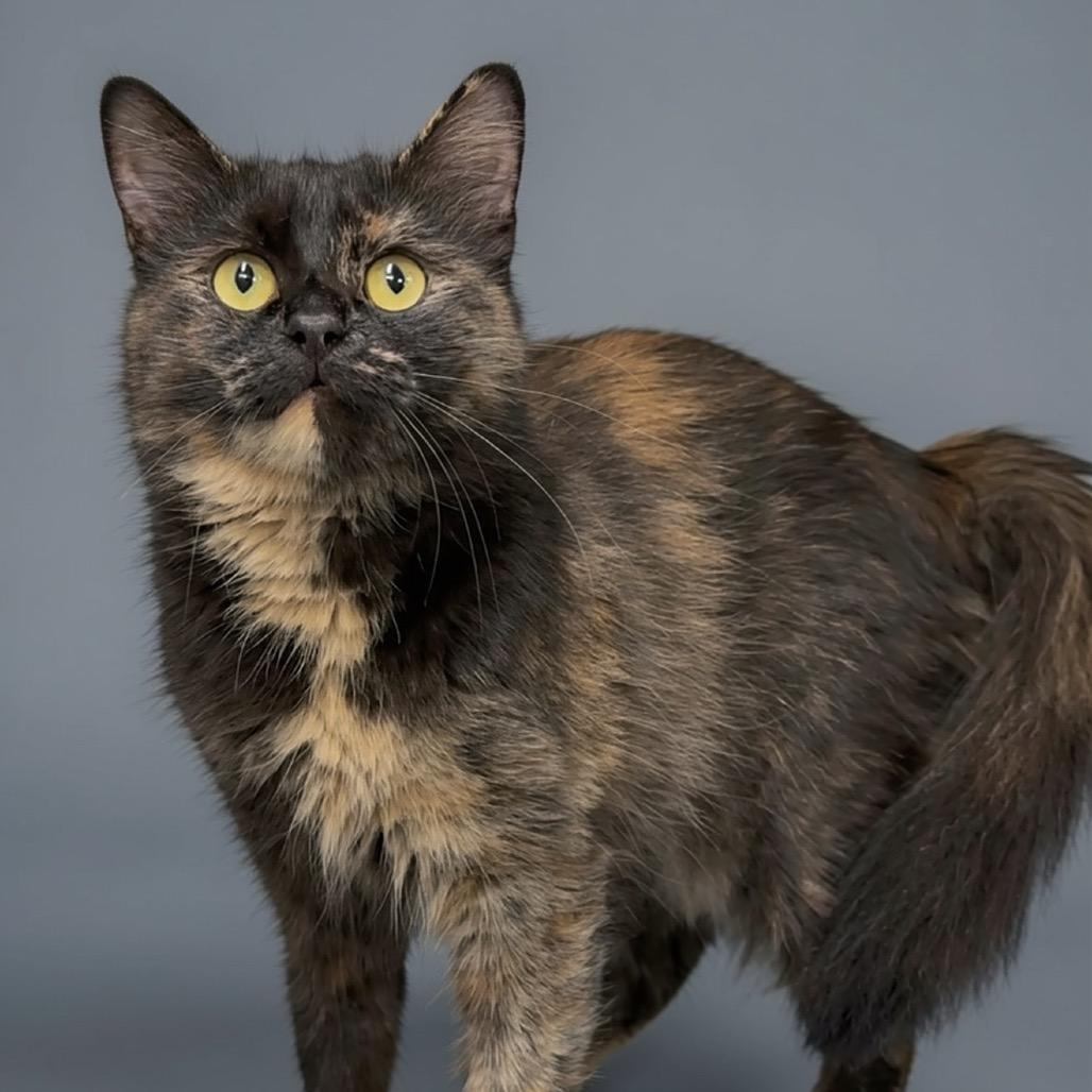 Enlarge Jazzie, a Adoptable Domestic Long Hair in Walnut Cove, NC image 2/4