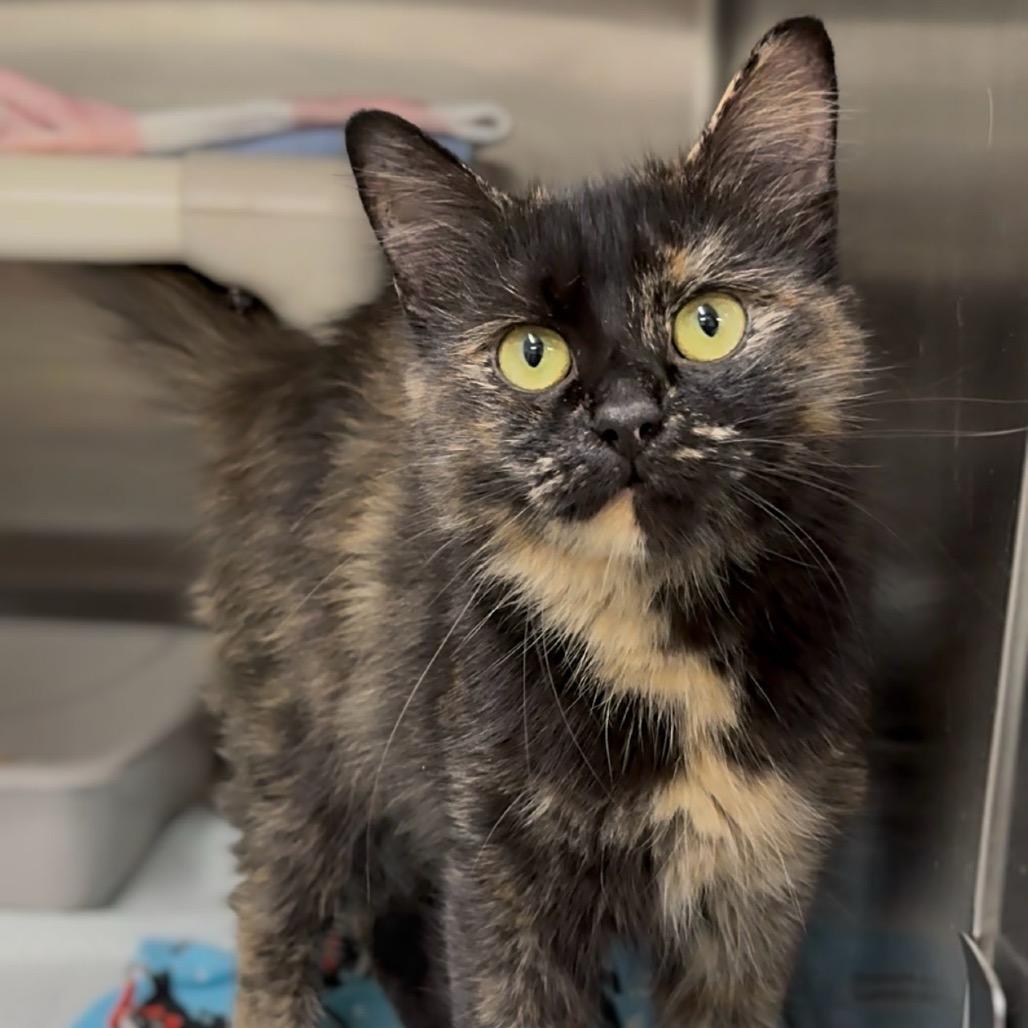 Enlarge Jazzie, a Adoptable Domestic Long Hair in Walnut Cove, NC image 3/4