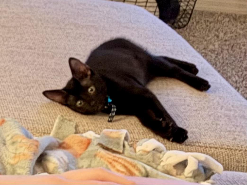 Chet, an adopted Manx in Burnet, TX image 3/4