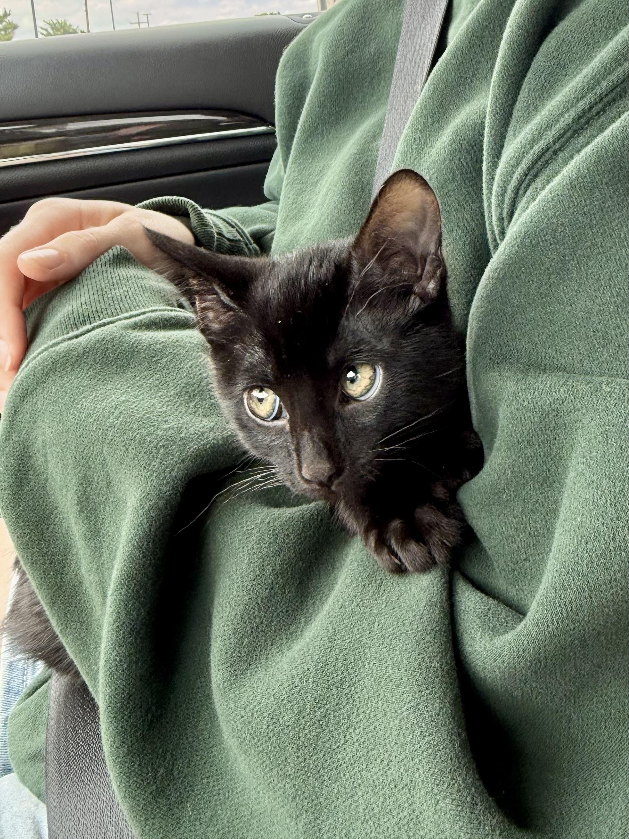 Chet, an adopted Manx in Burnet, TX image 2/4