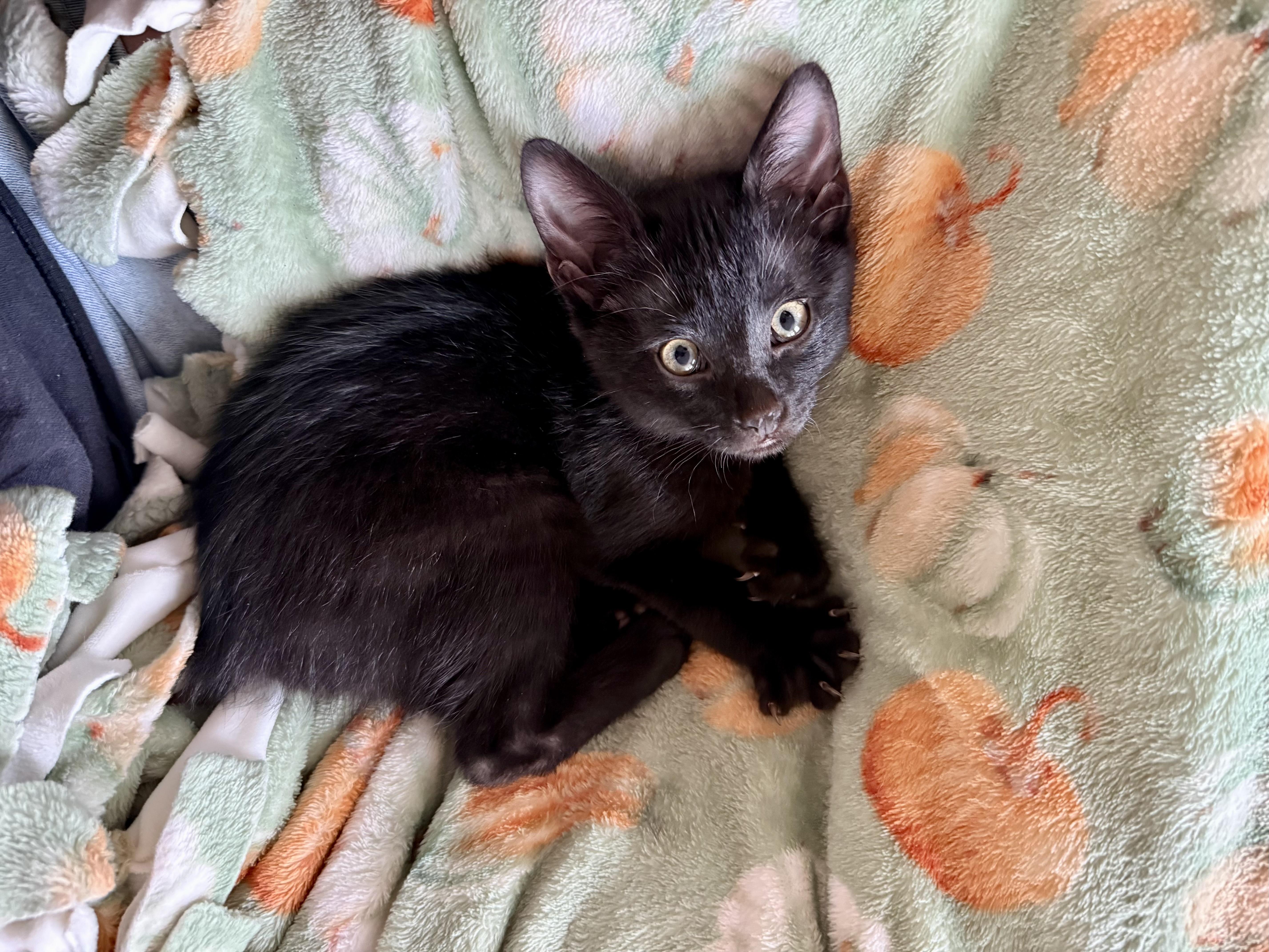 Chet, adopted, Kitten Male Manx.