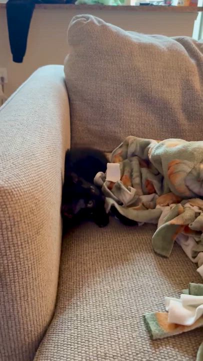 Enlarge Chet, an adopted Manx in Burnet, TX video 4/4