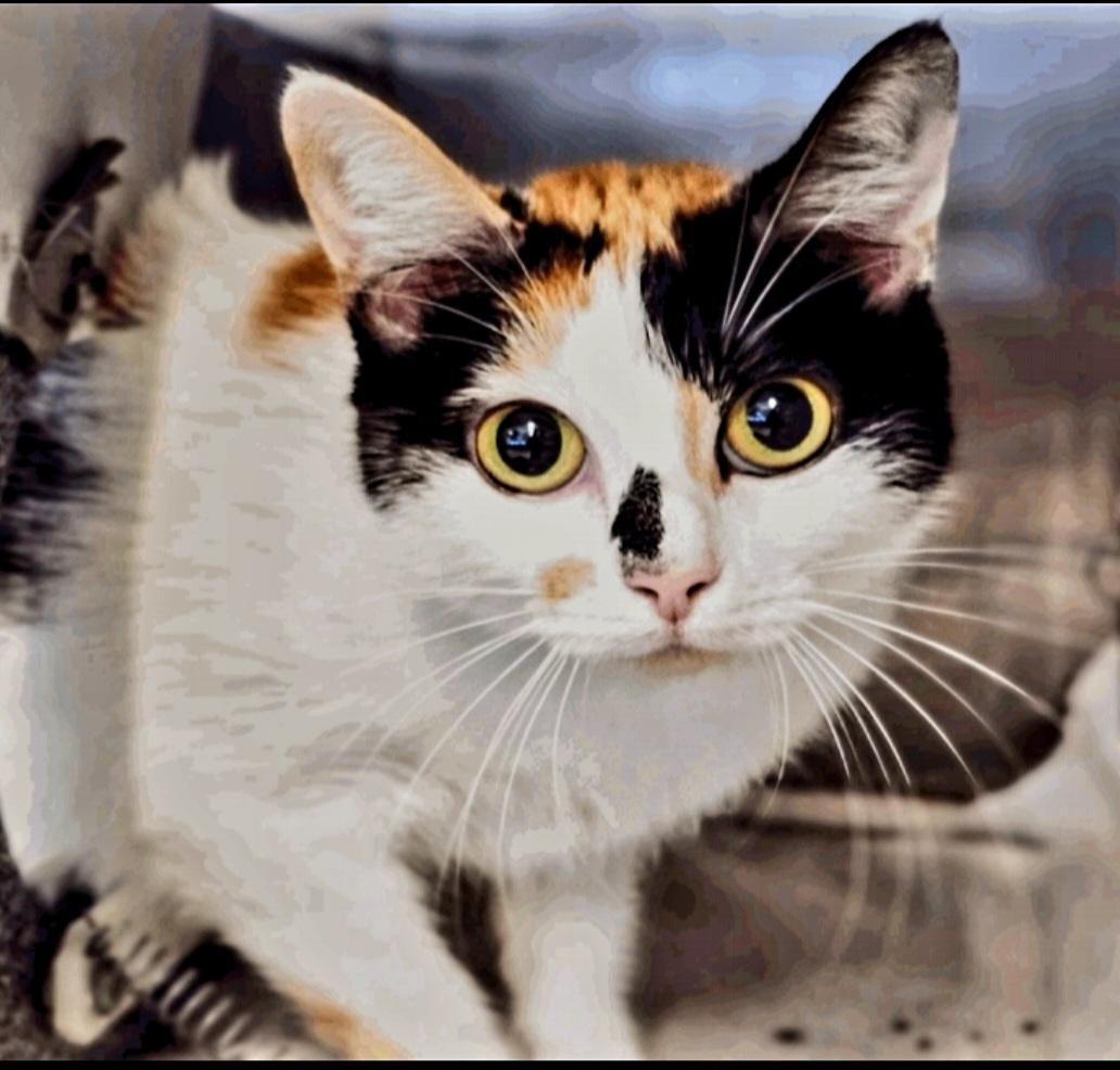 Sindel-CO, Adoptable, Adult Female Domestic Short Hair.