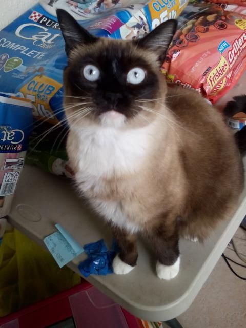 Carolina, Adopted, Adult Female Siamese & Snowshoe.