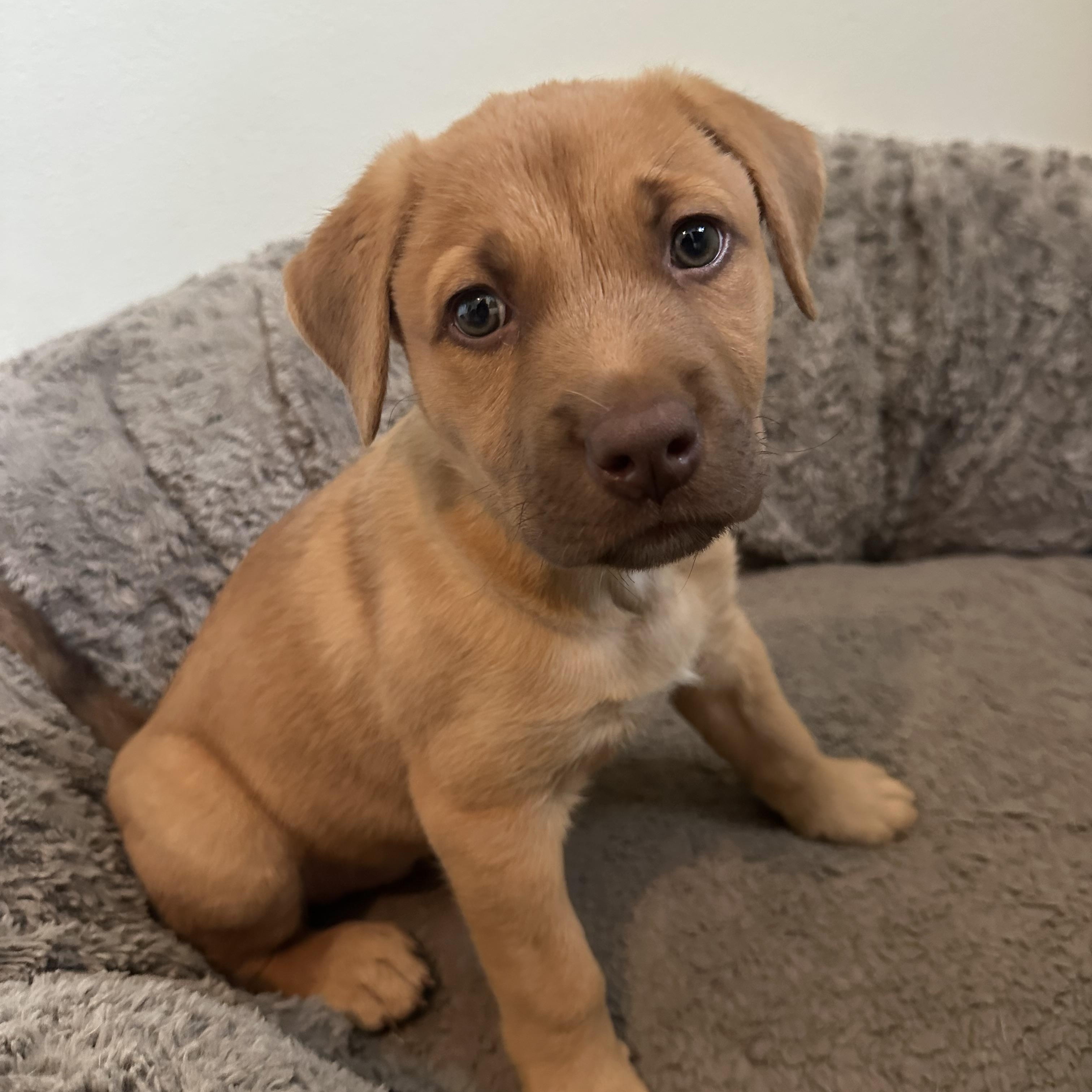Enlarge Mo, a Adopted Mixed Breed in Iron River, MI image 3/5