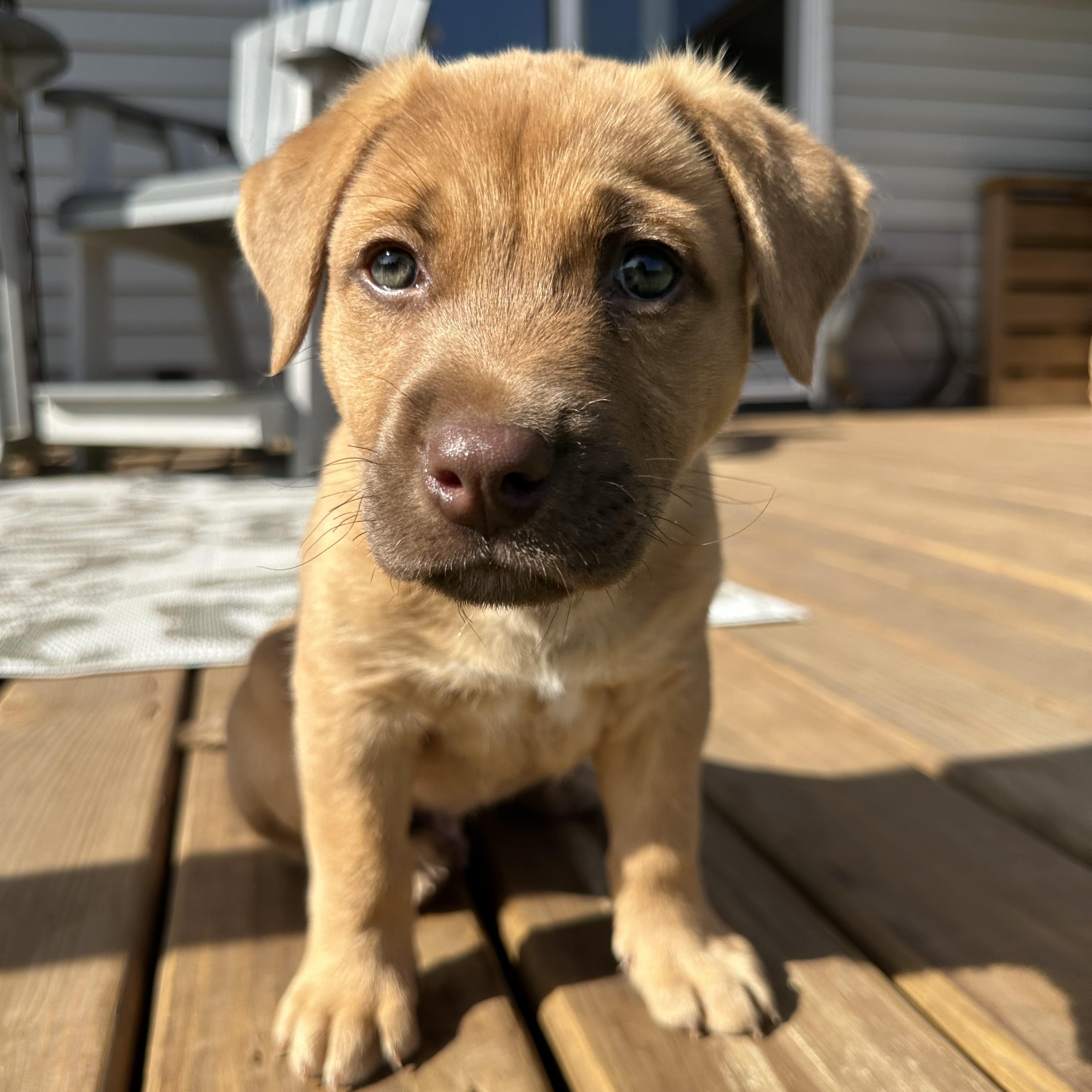 Enlarge Mo, a Adopted Mixed Breed in Iron River, MI image 2/5