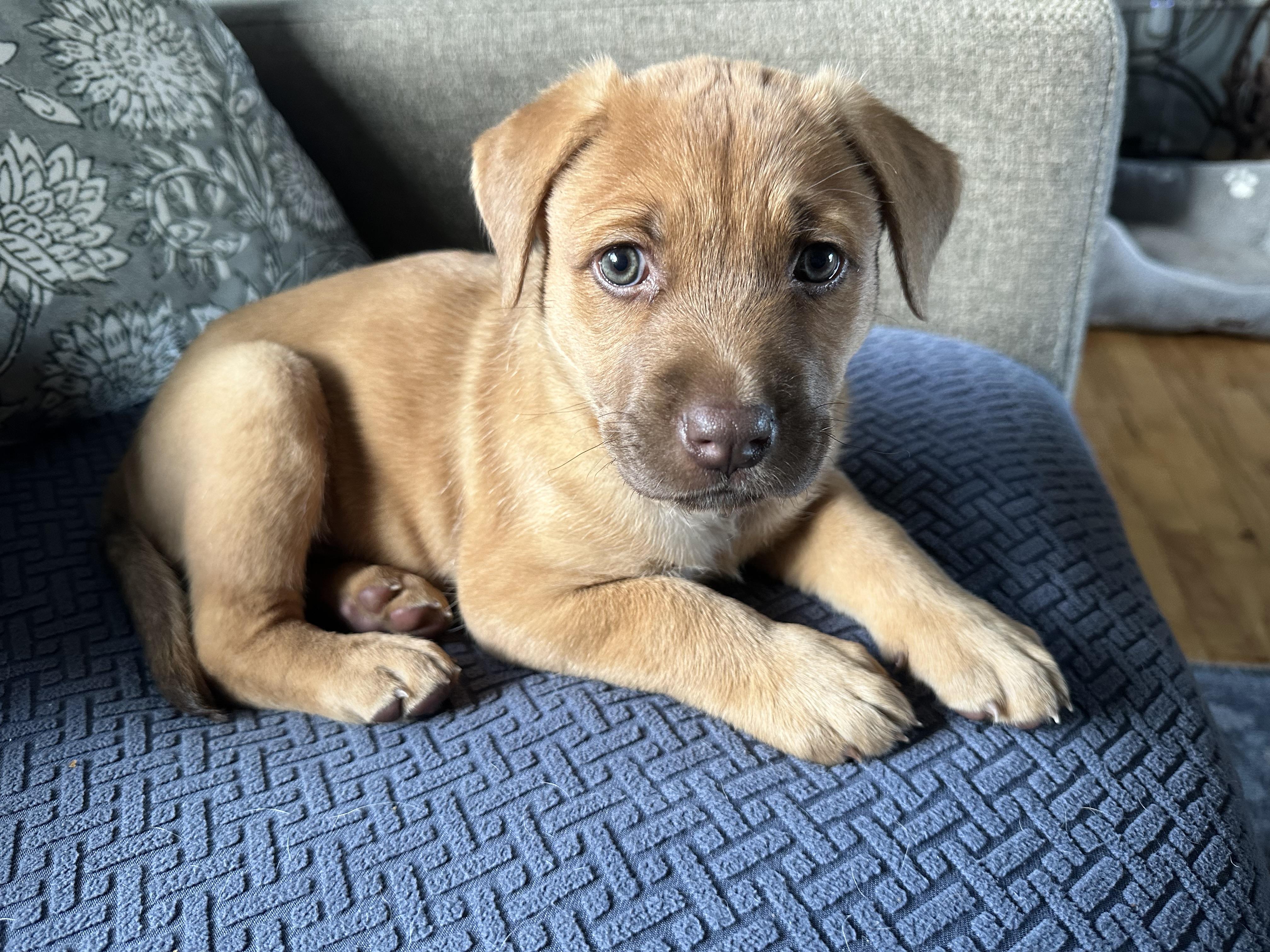 Enlarge Mo, a Adopted Mixed Breed in Iron River, MI image 1/5