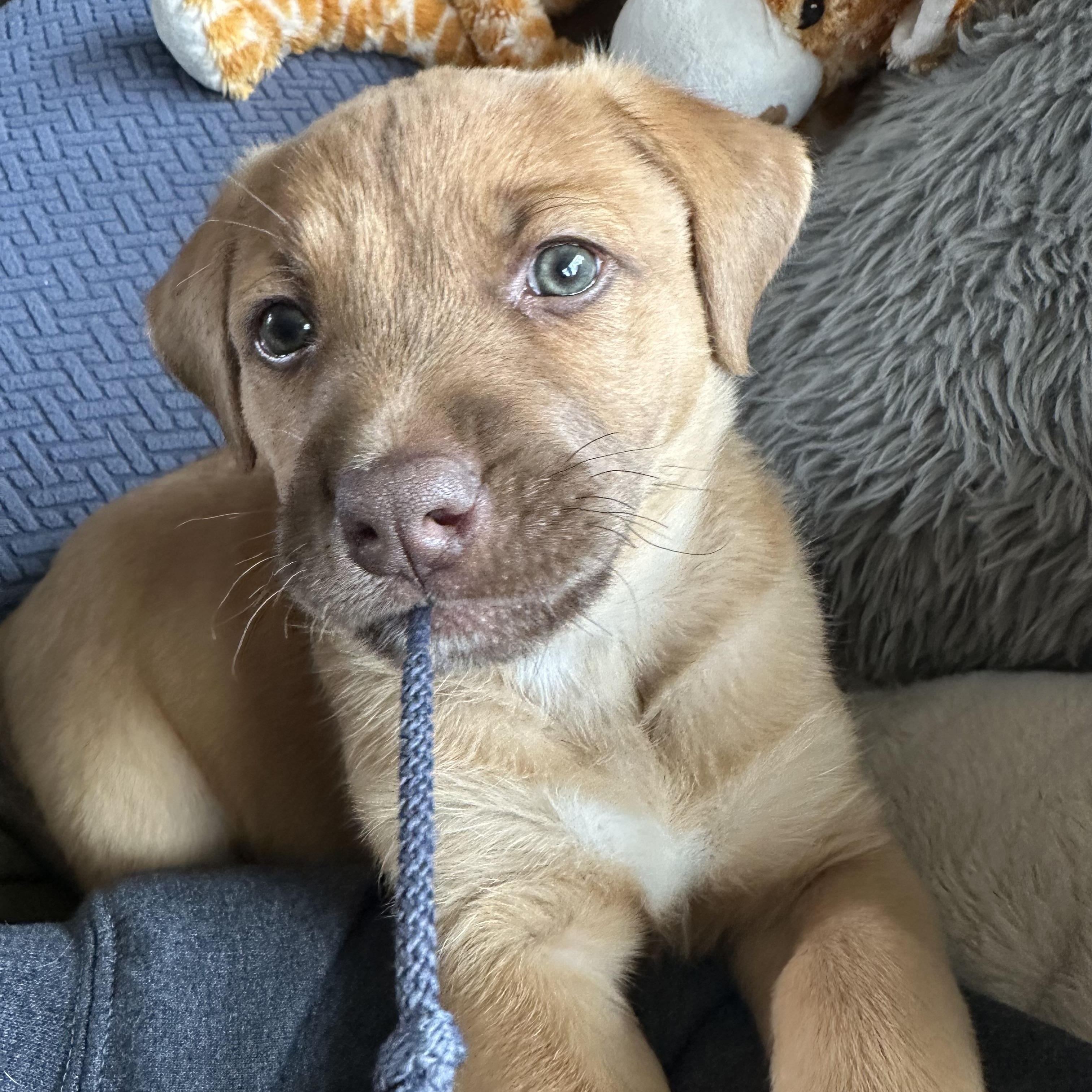 Enlarge Mo, a Adopted Mixed Breed in Iron River, MI image 5/5