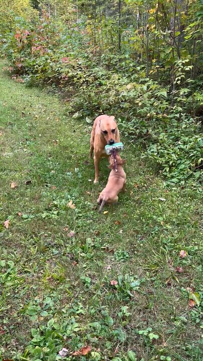 Enlarge Mo, a Adopted Mixed Breed in Iron River, MI video 4/5