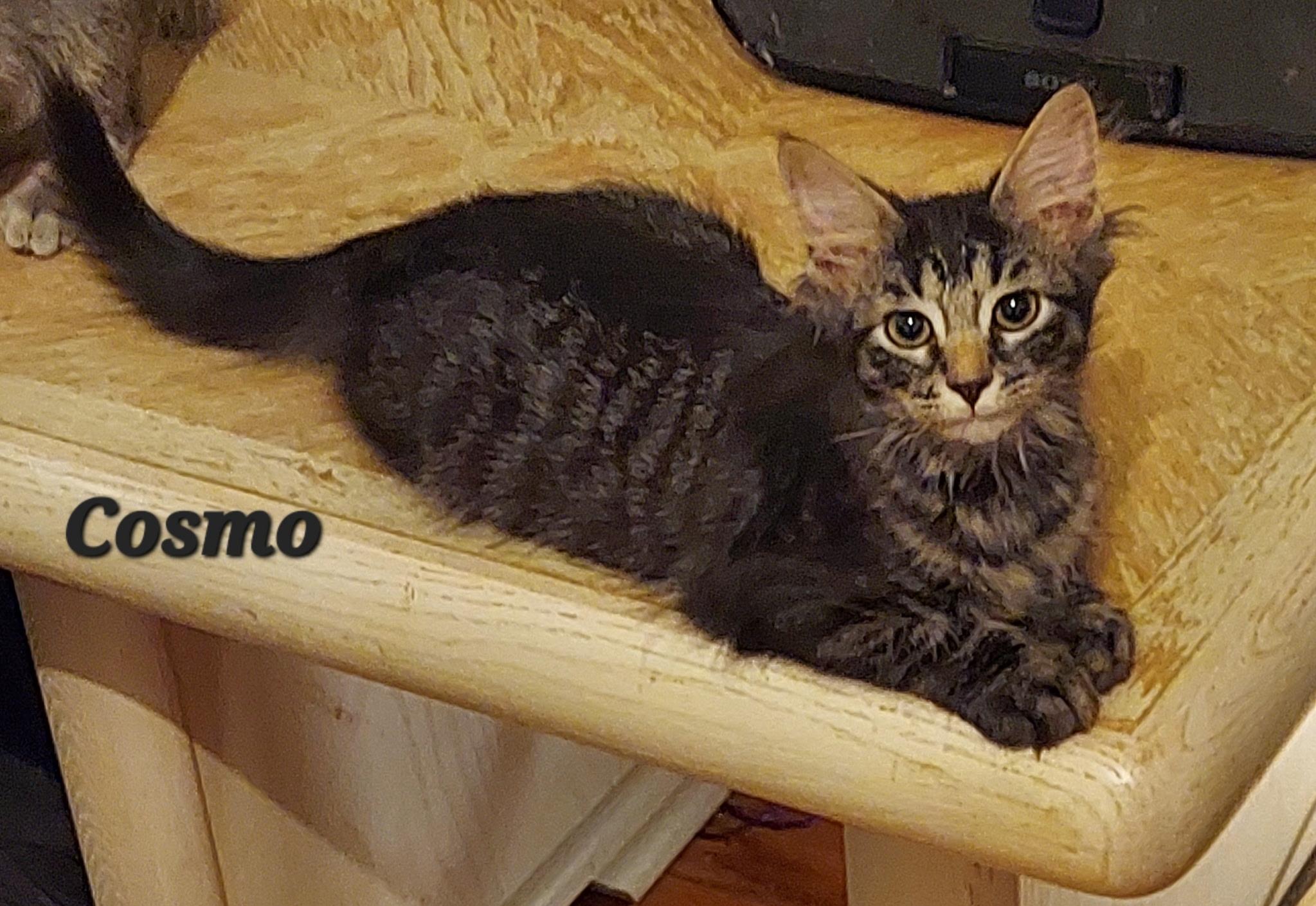 Cosmo, adopted, Kitten Male Domestic Medium Hair.