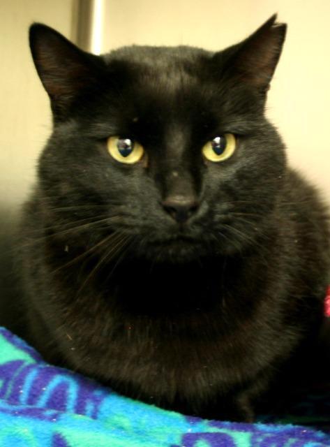 Toothless (Zena), Adopted, Adult Female Domestic Short Hair & Domestic Short Hair.