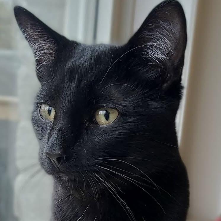 Enlarge VERNELL, an adoptable Domestic Short Hair in Delhi, ON image 2/6