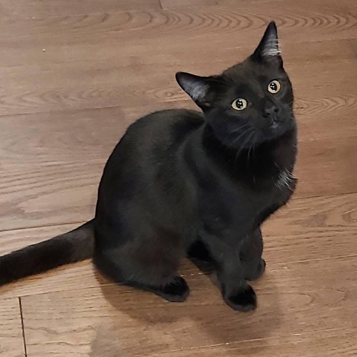 Enlarge VERNELL, an adoptable Domestic Short Hair in Delhi, ON image 1/6