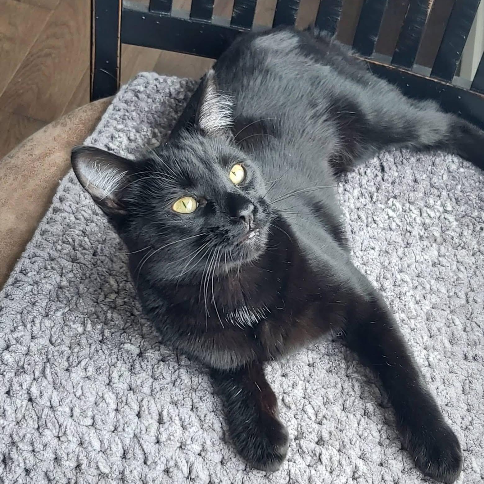 Enlarge VERNELL, an adoptable Domestic Short Hair in Delhi, ON image 5/6