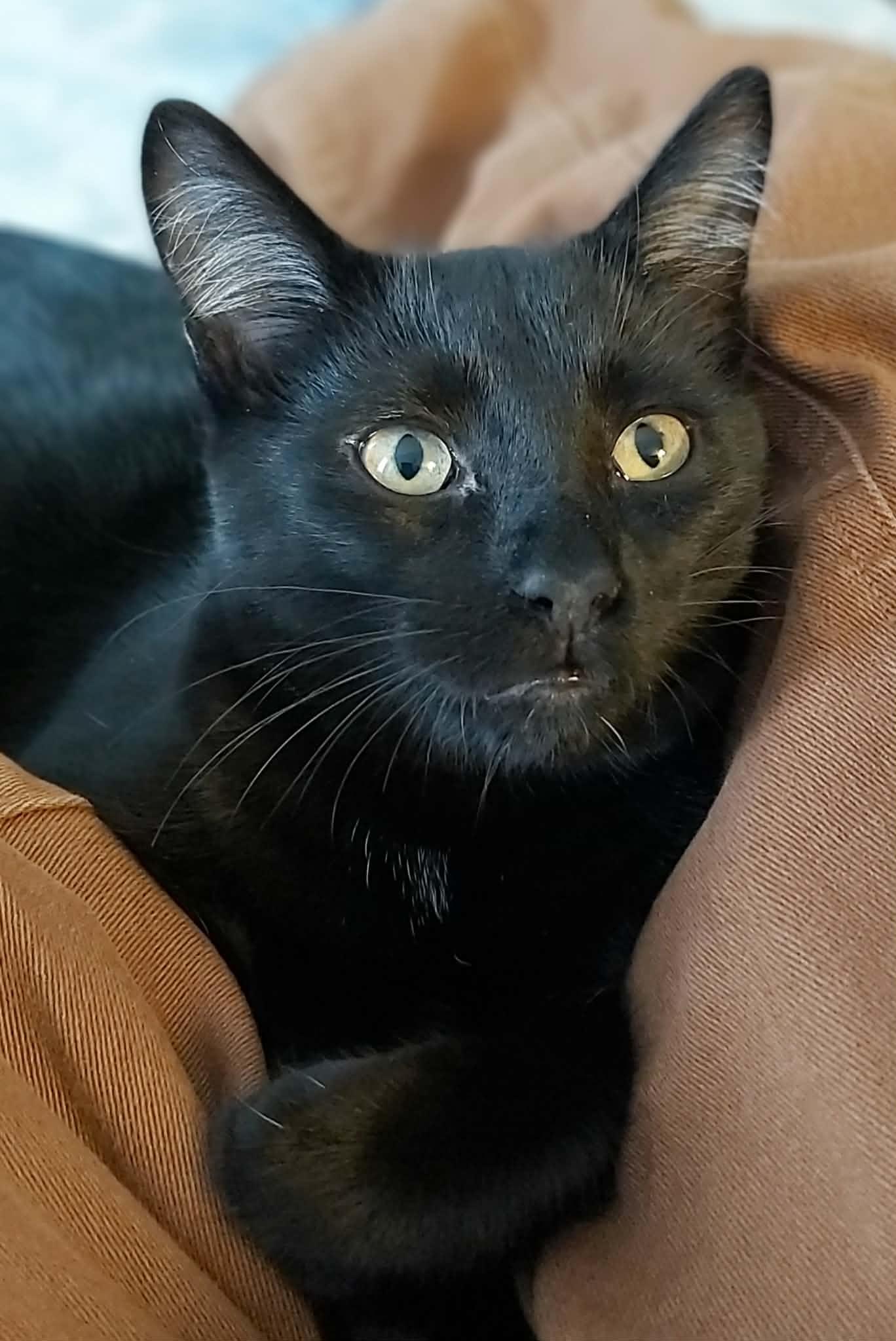 Enlarge VERNELL, an adoptable Domestic Short Hair in Delhi, ON image 4/6