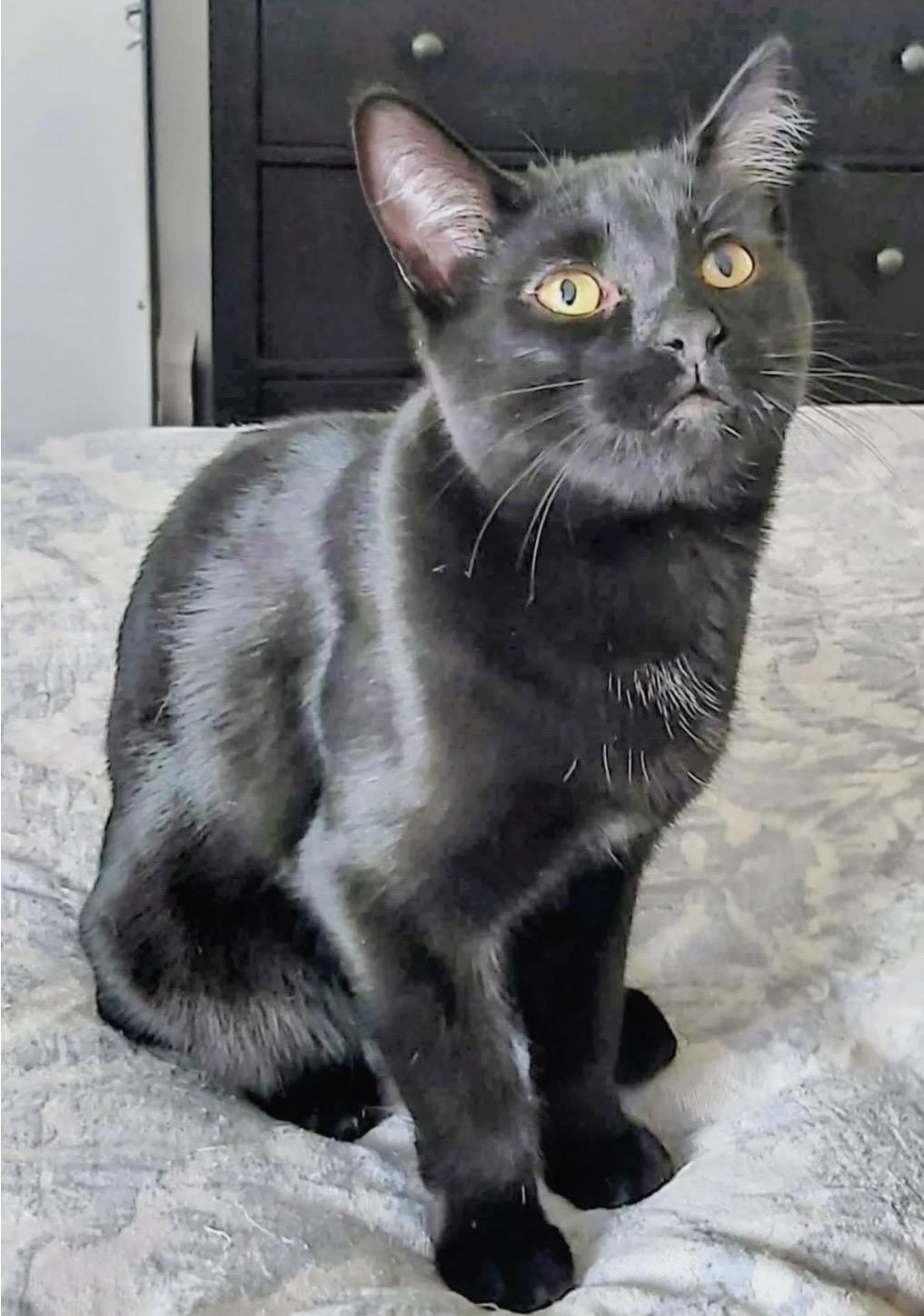 Enlarge VERNELL, an adoptable Domestic Short Hair in Delhi, ON image 6/6