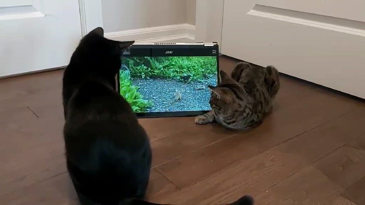 Enlarge VERNELL, an adoptable Domestic Short Hair in Delhi, ON video 3/6