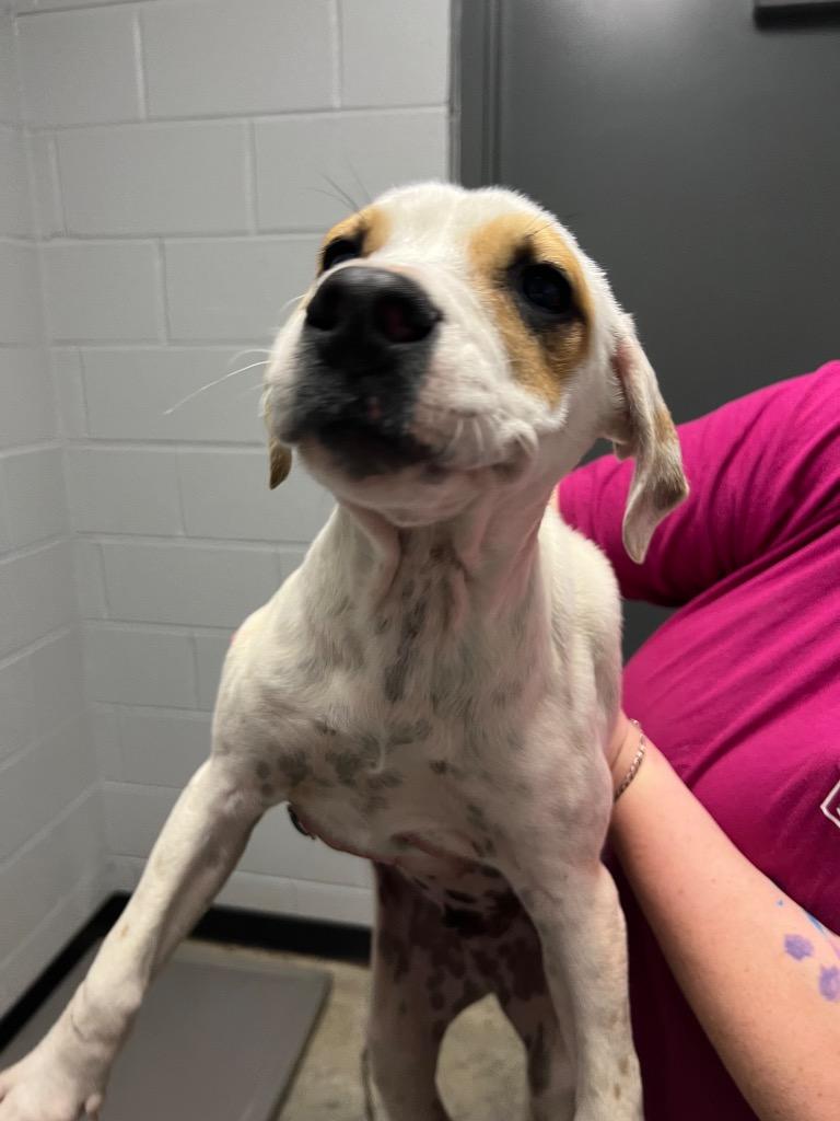 Enlarge Spot, a Adoptable Mixed Breed in Henderson, NC image 1/1