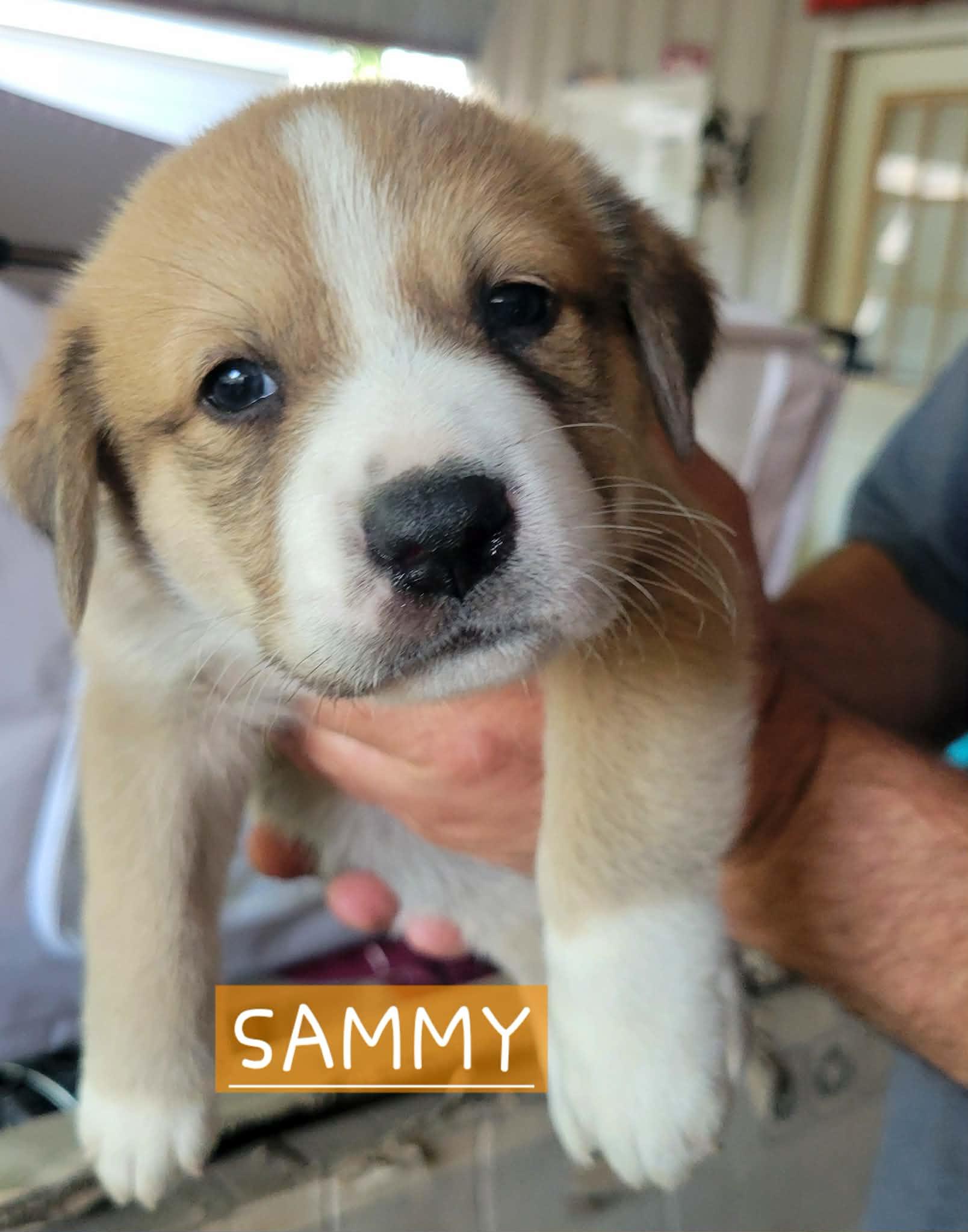 Puppies! Coming Soon!, an adopted mixed breed in Lakewood, WA image 2/5