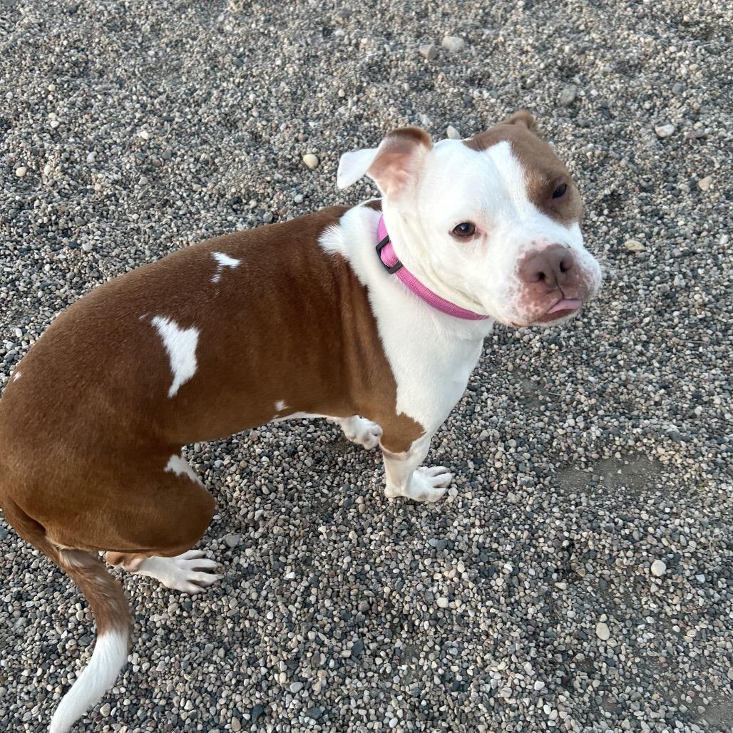 Lulu, Adoptable, Adult Female Norwegian Lundehund & Mixed Breed.