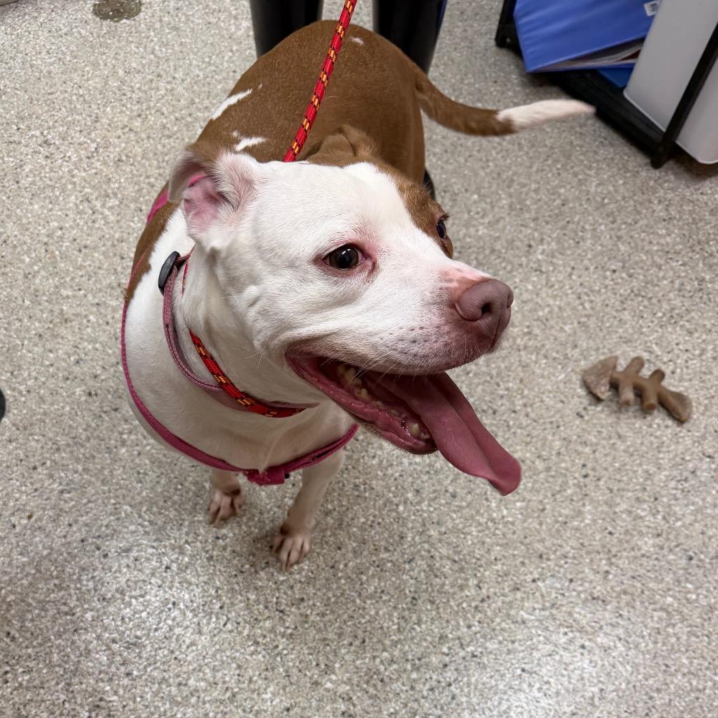 Enlarge Lulu, a Adoptable mixed breed in Detroit Lakes, MN image 2/6