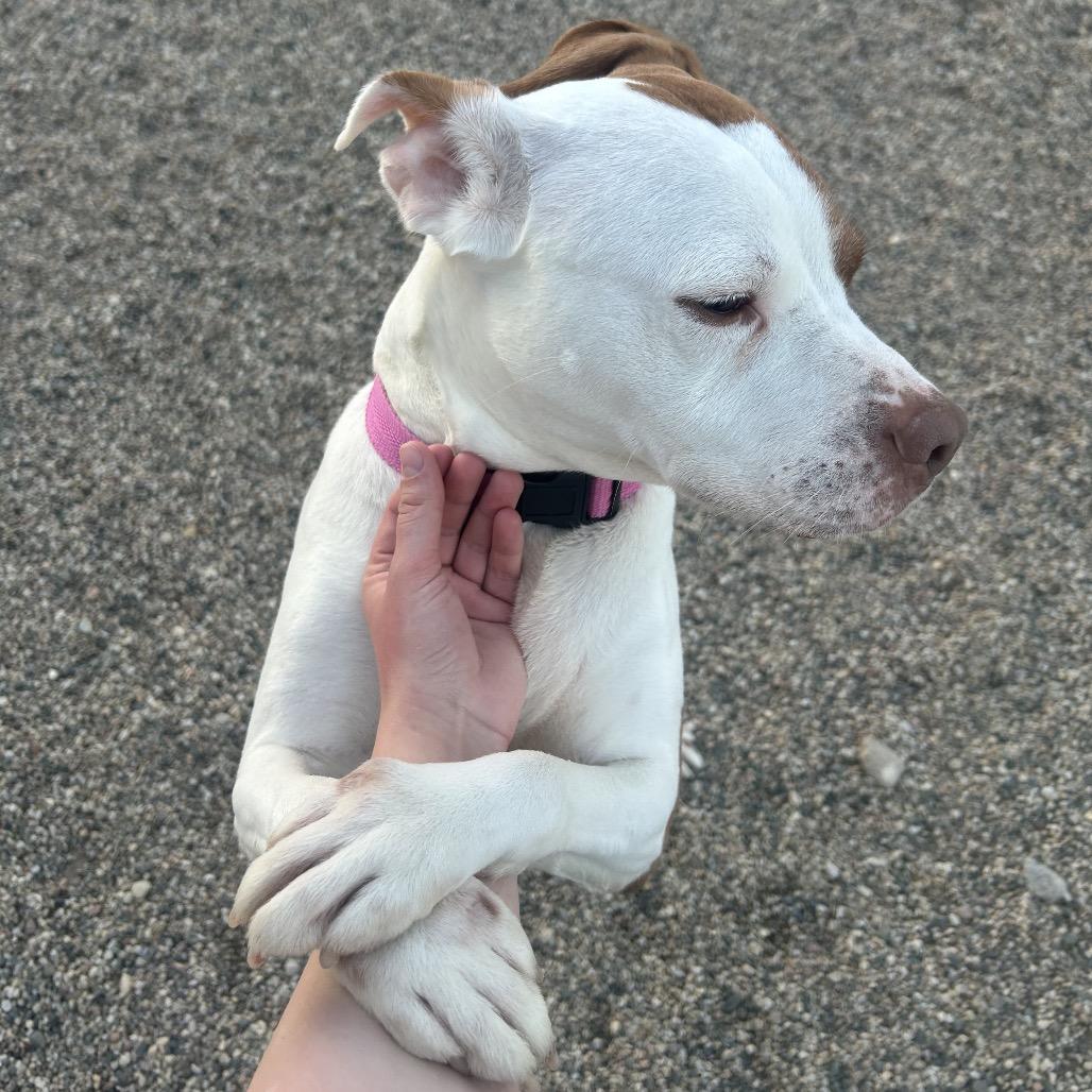 Enlarge Lulu, a Adoptable mixed breed in Detroit Lakes, MN image 3/6