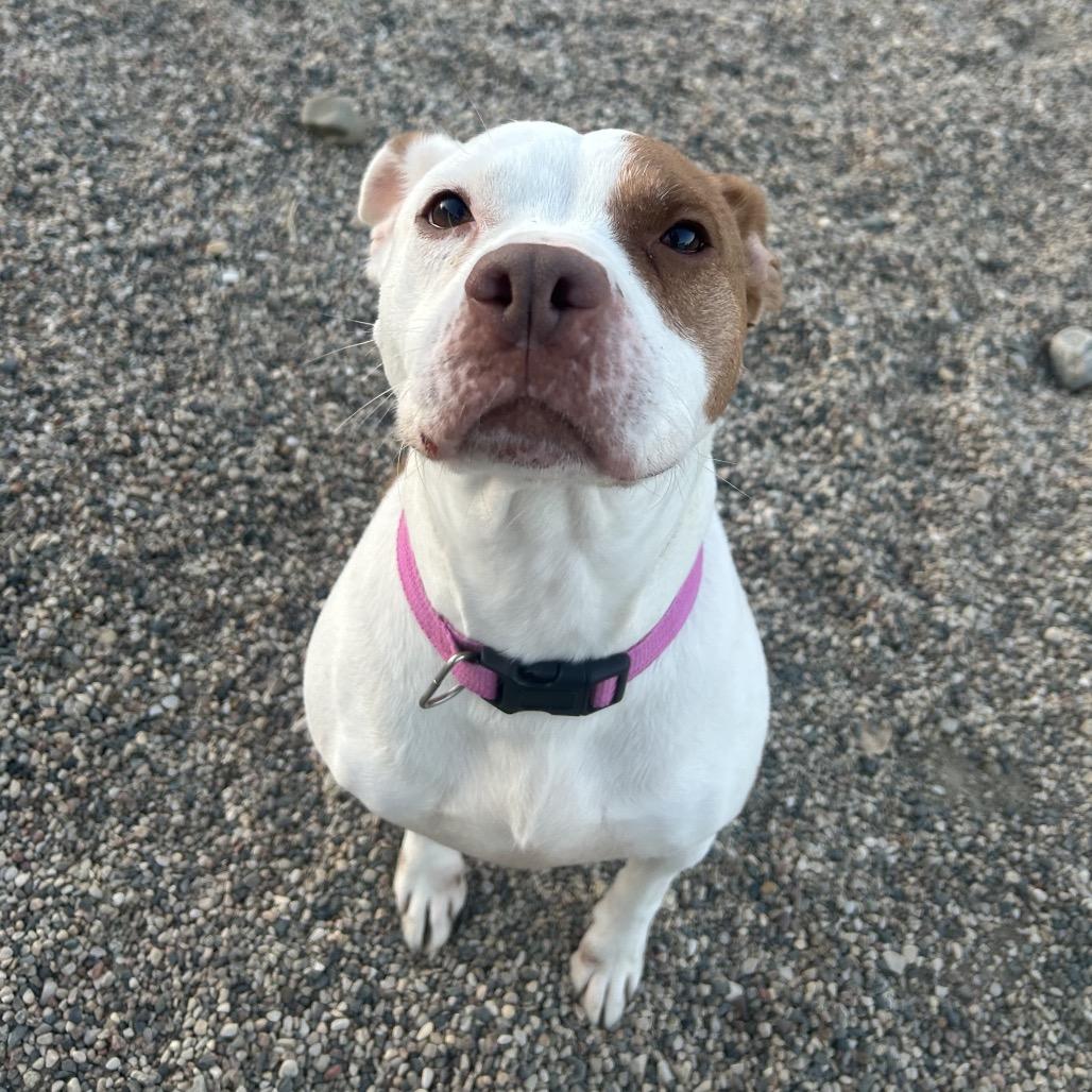 Enlarge Lulu, a Adoptable mixed breed in Detroit Lakes, MN image 4/6