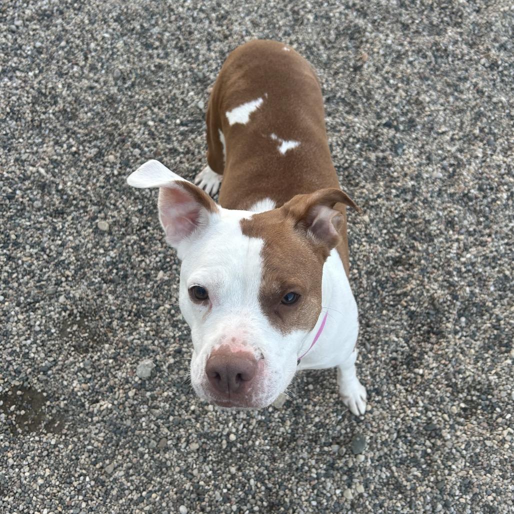 Enlarge Lulu, a Adoptable mixed breed in Detroit Lakes, MN image 5/6
